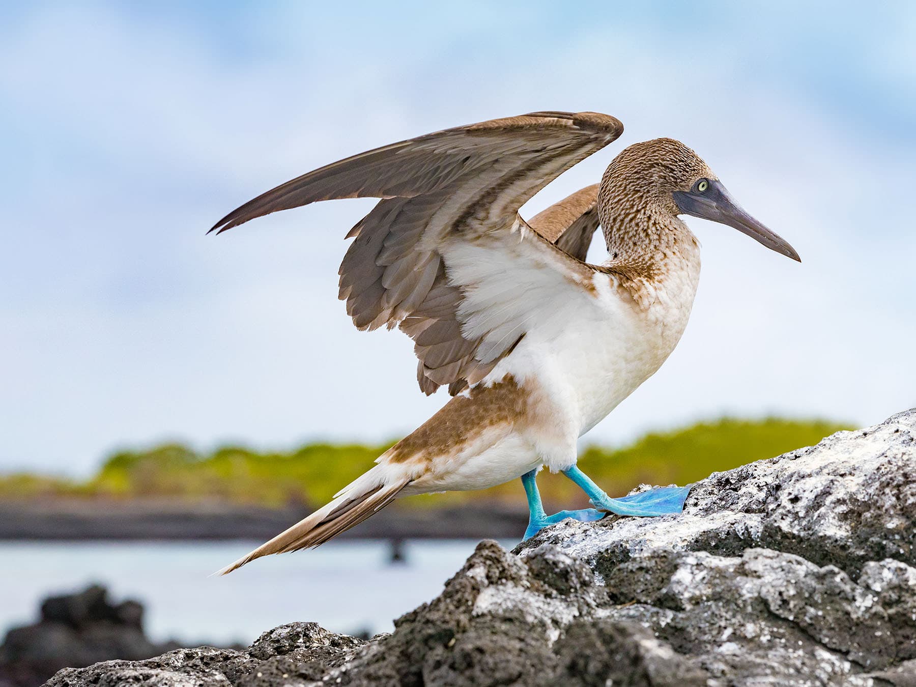 Blue-footed Booby standing on rocks