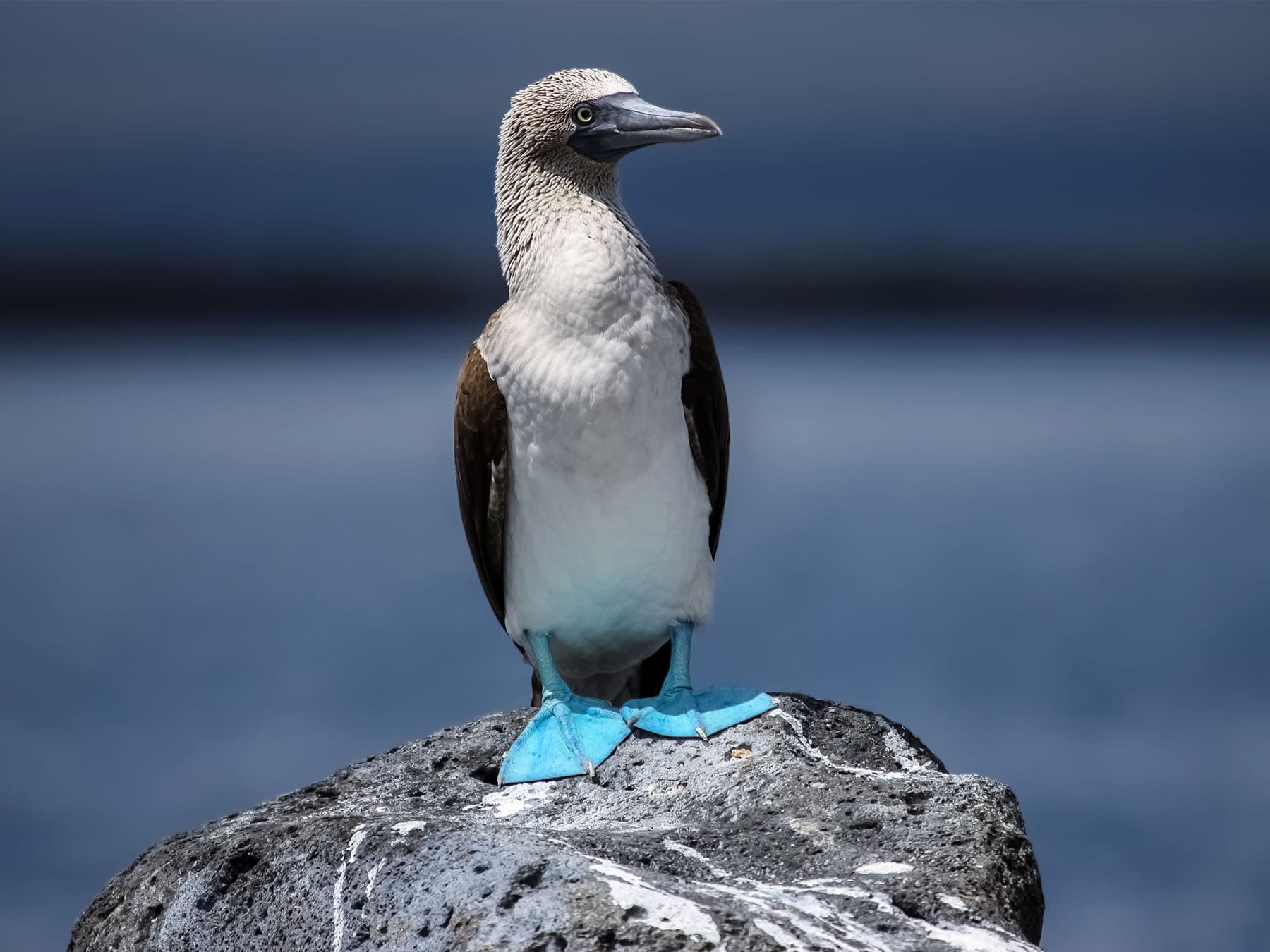 Blue footed booby standing on rocks