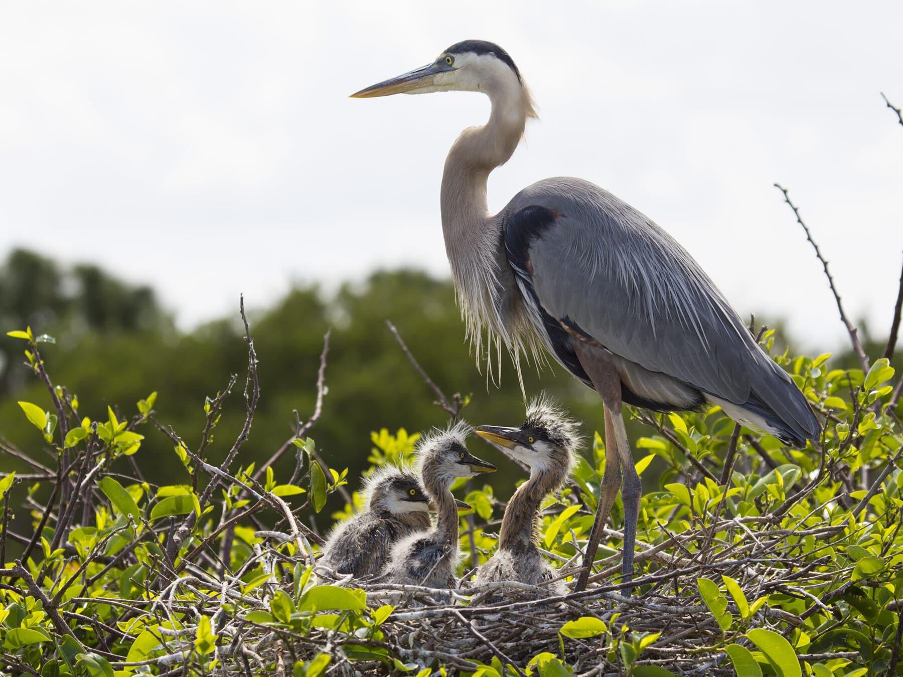 Blue heron chicks 1