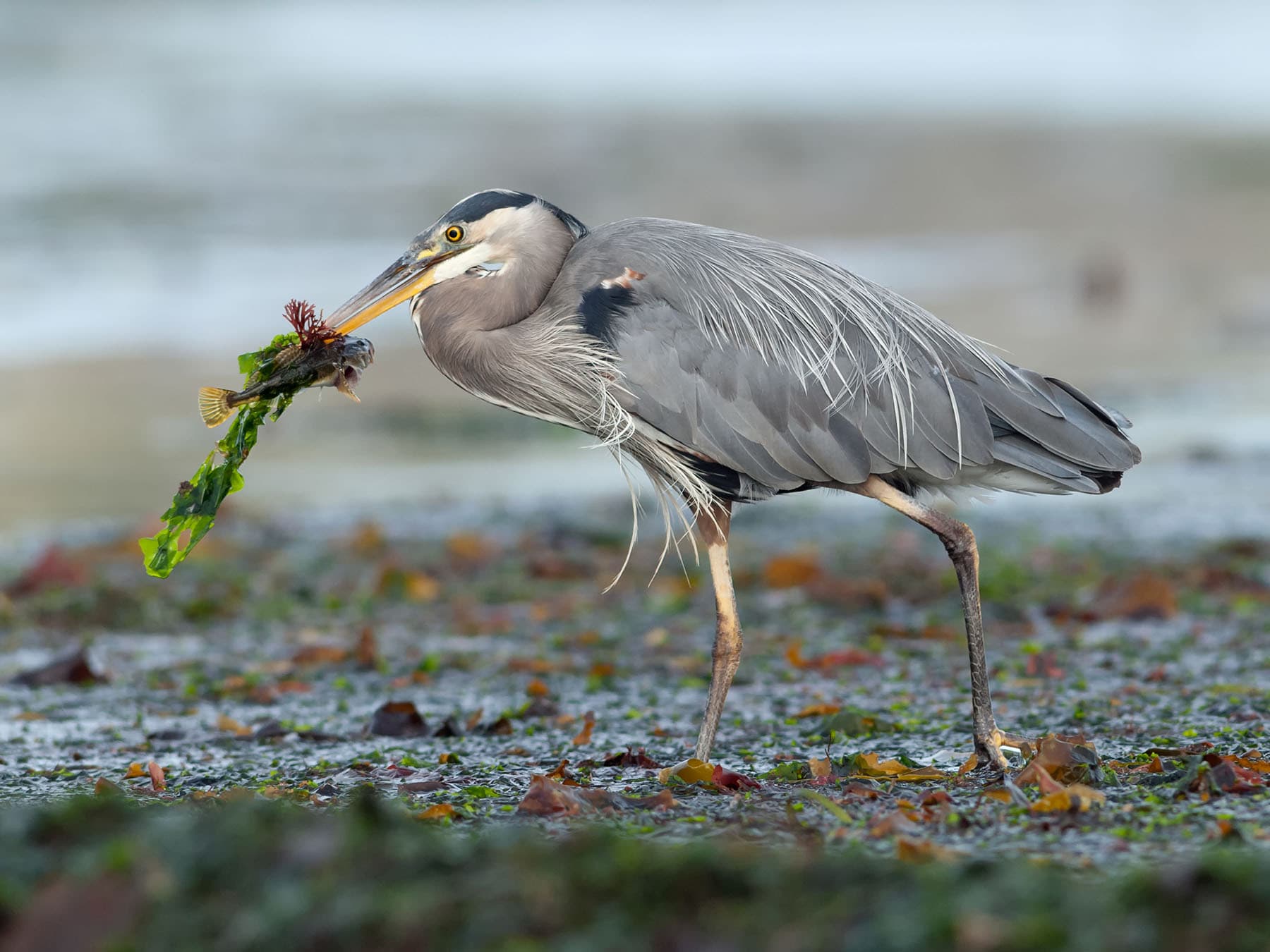 Great Blue Heron hunting for fish