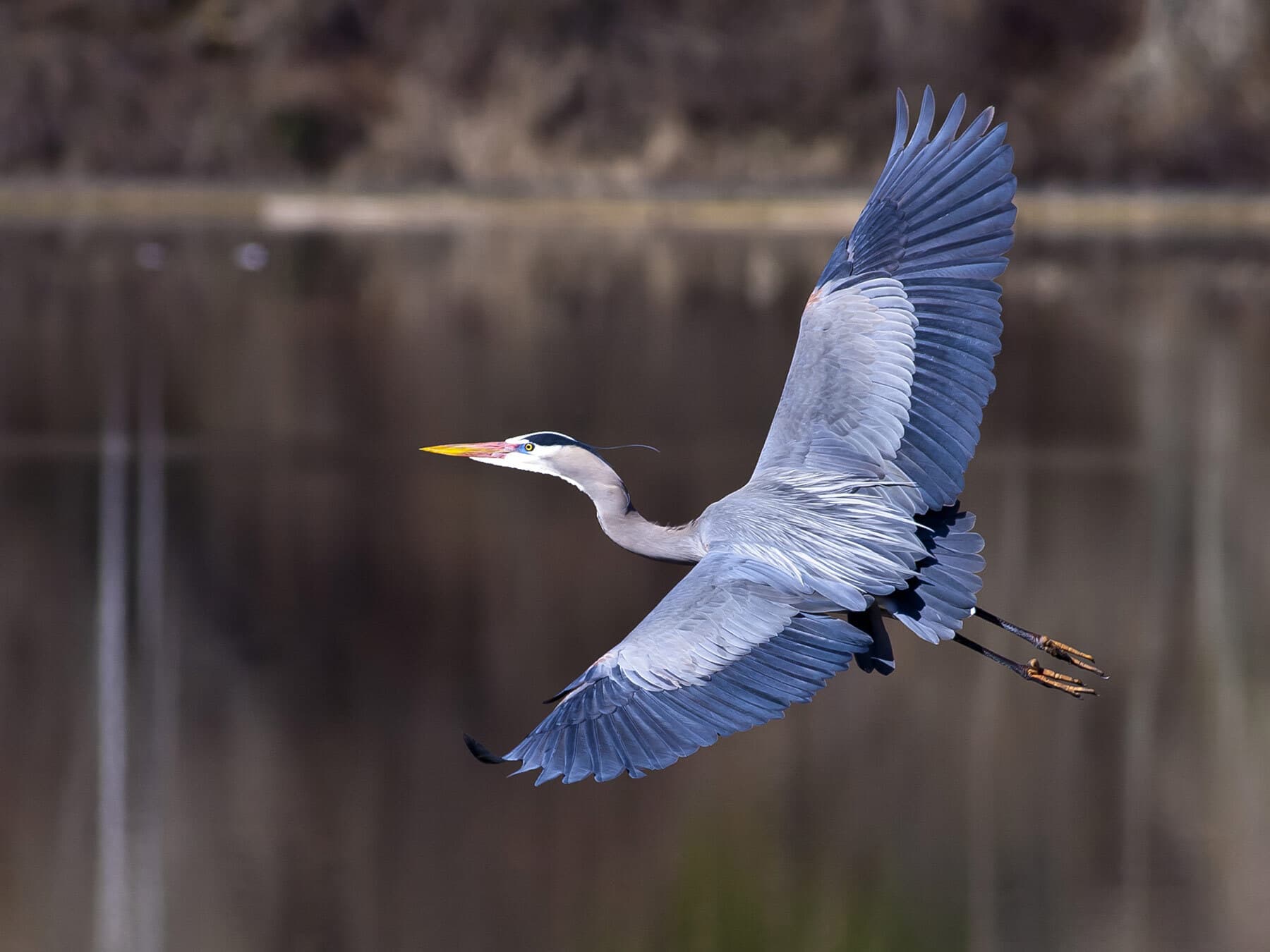 Blue heron in flight