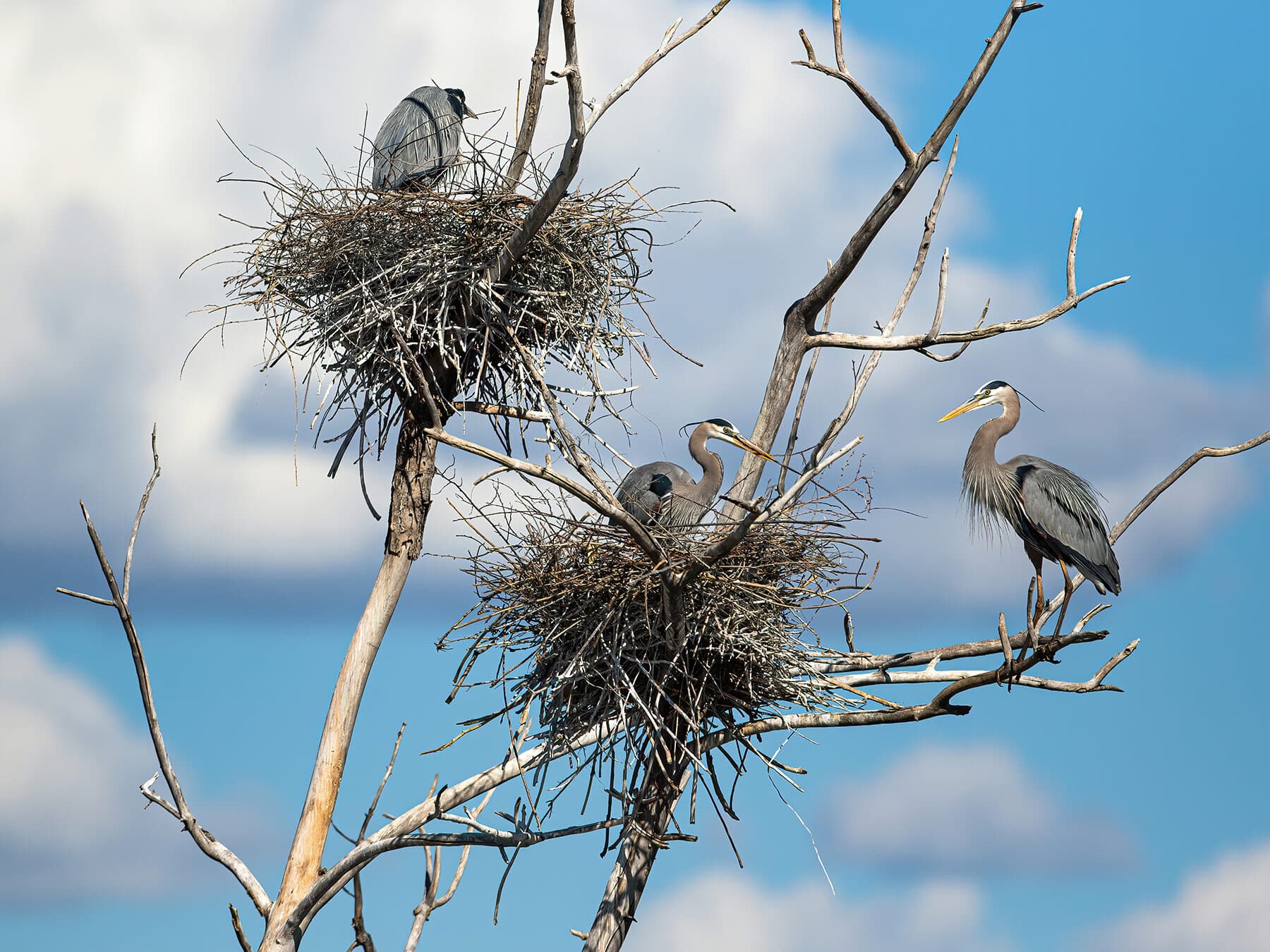 Blue heron nest