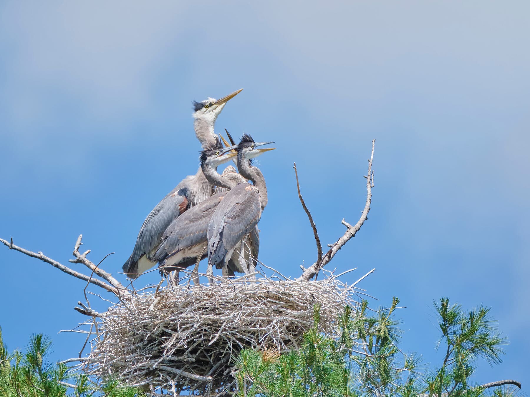 Blue heron with chicks