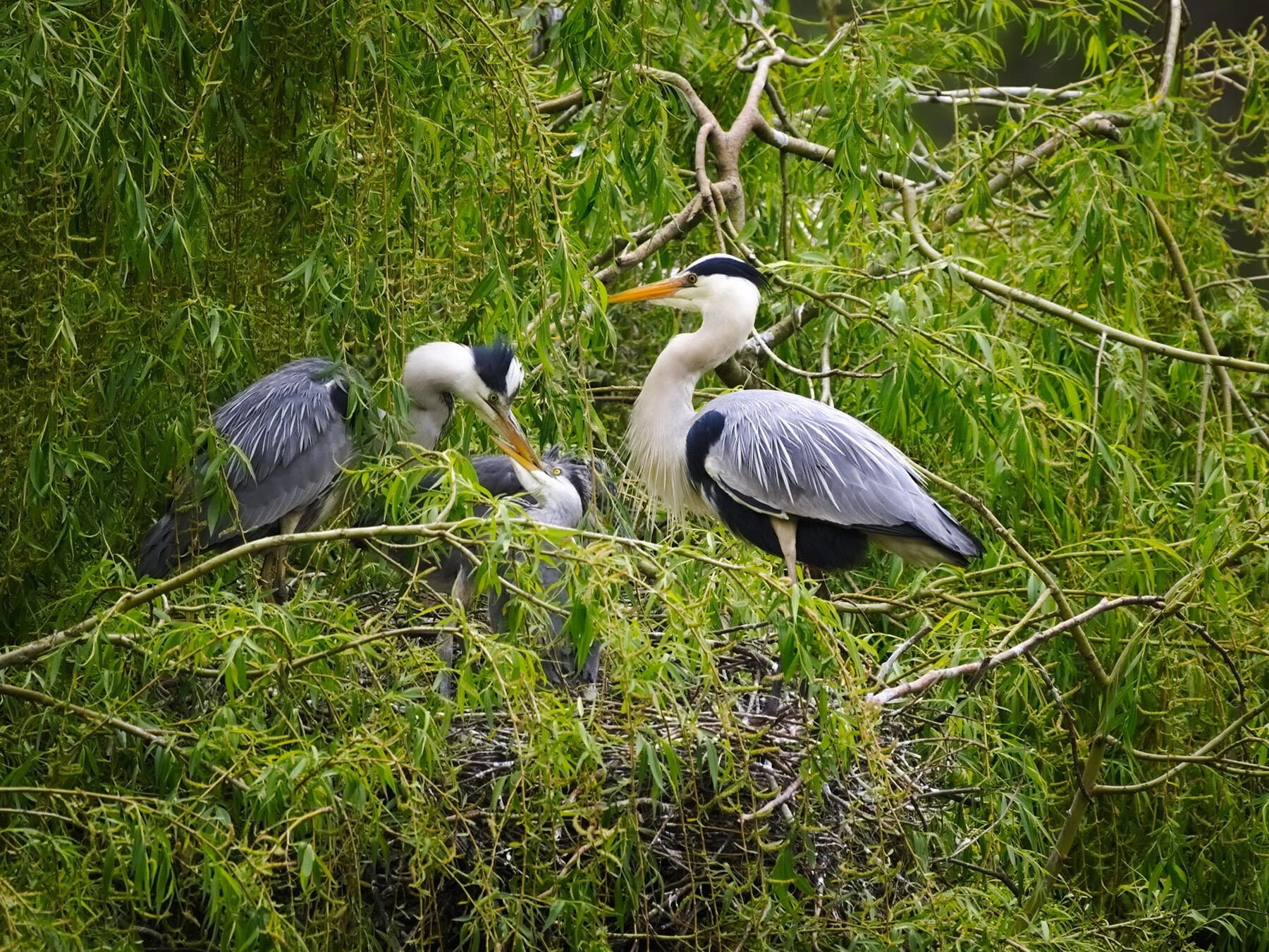 Blue herons feeding chicks