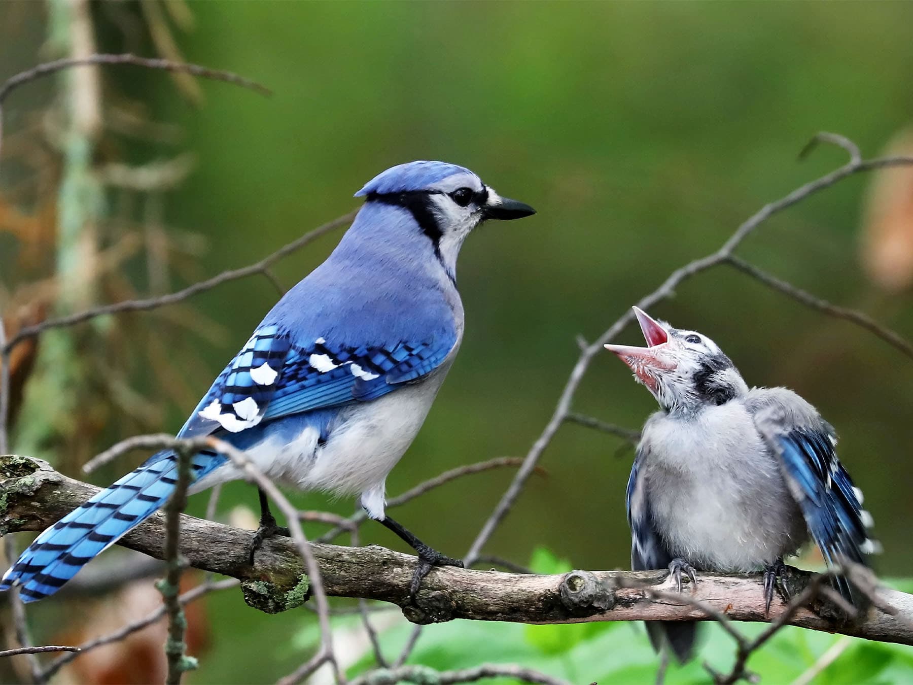 Adult Blue Jay with young chick