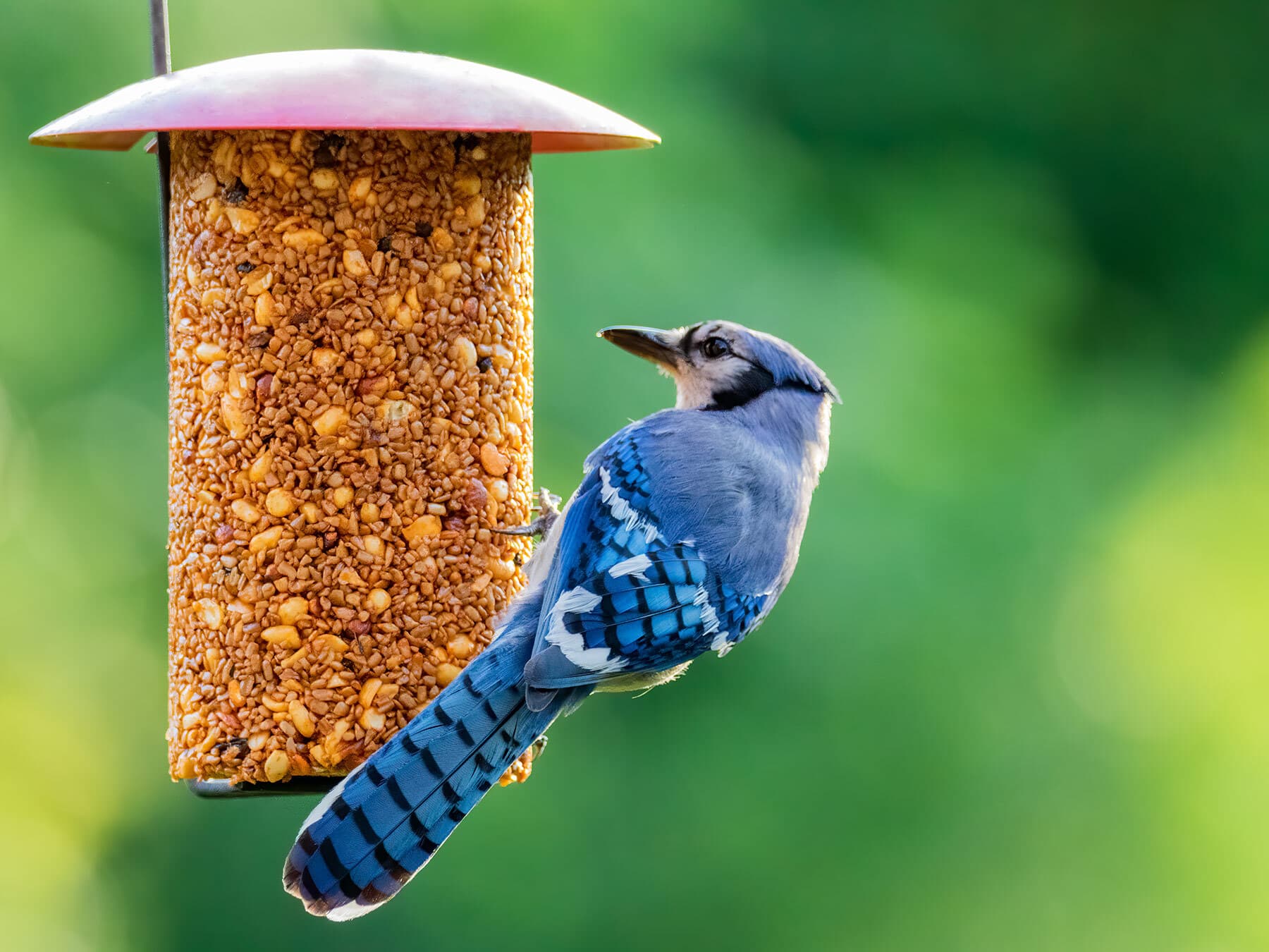 Blue jay at feeder