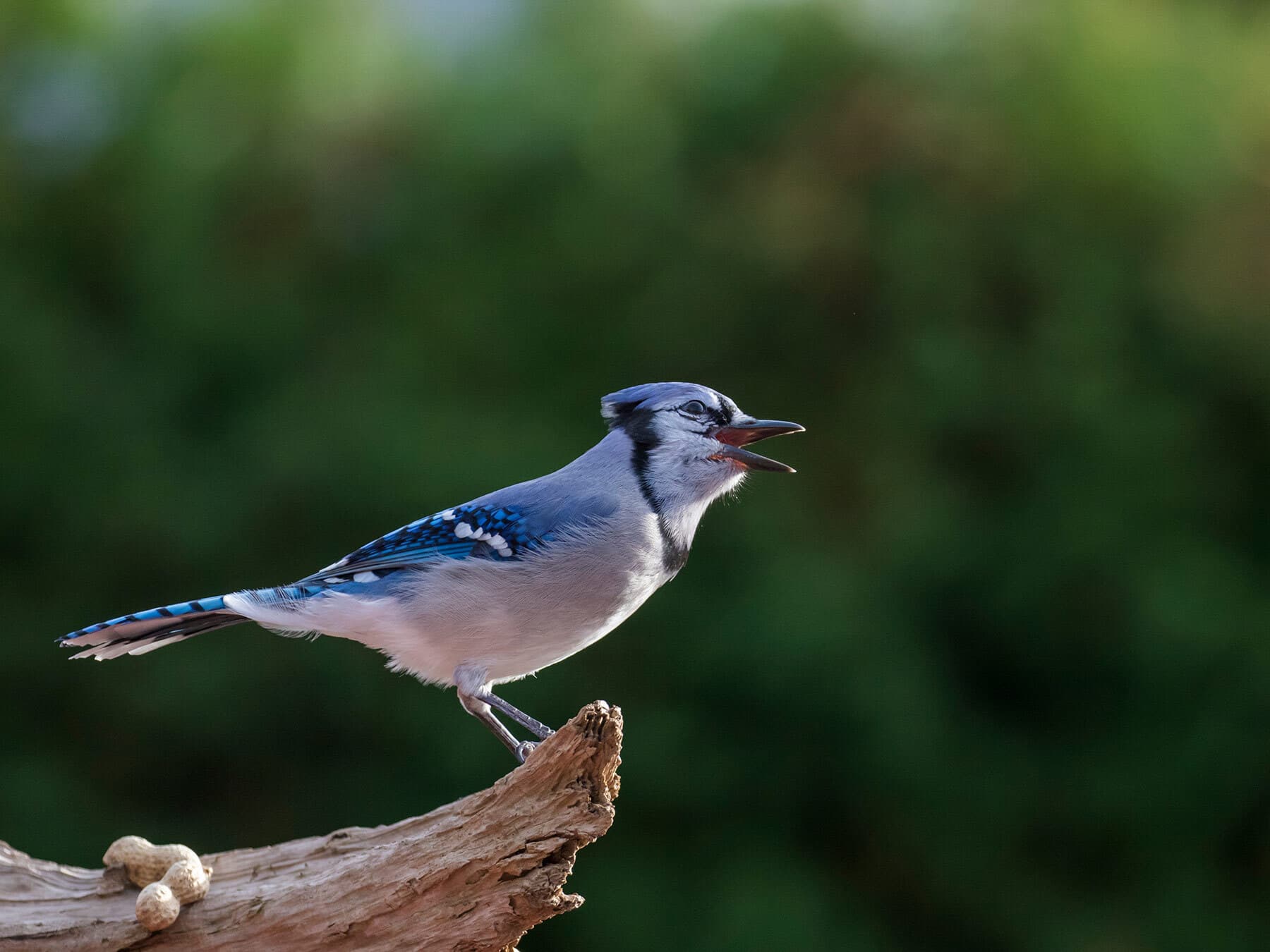 Blue jay calling
