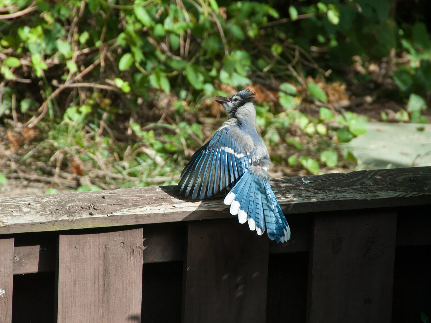Blue jay courtship