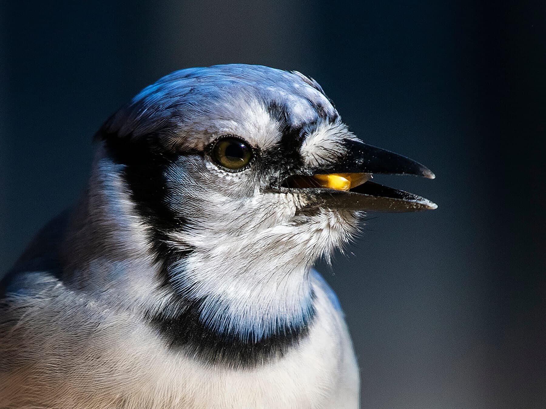 Blue jay diet