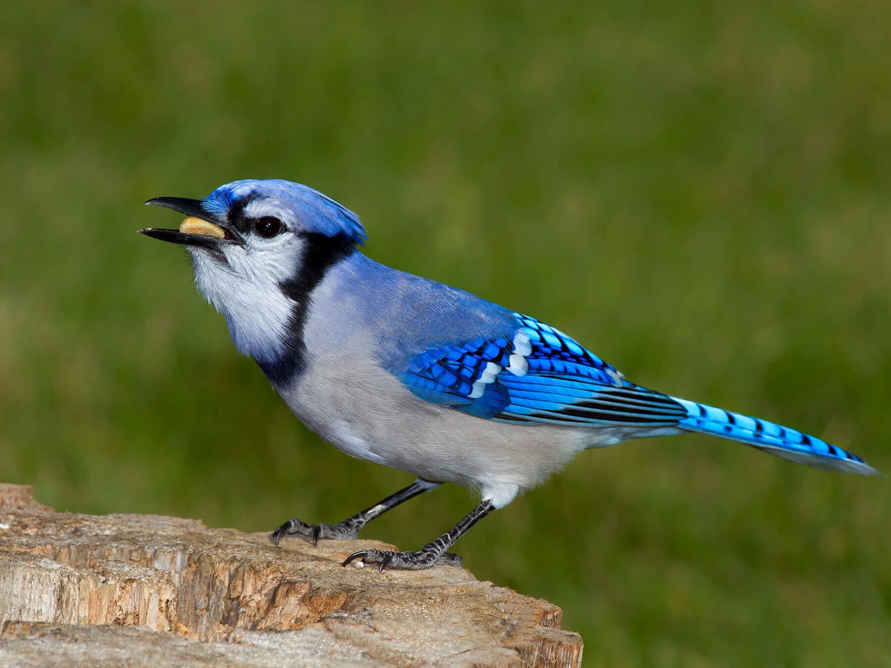 Blue jay eating peanut