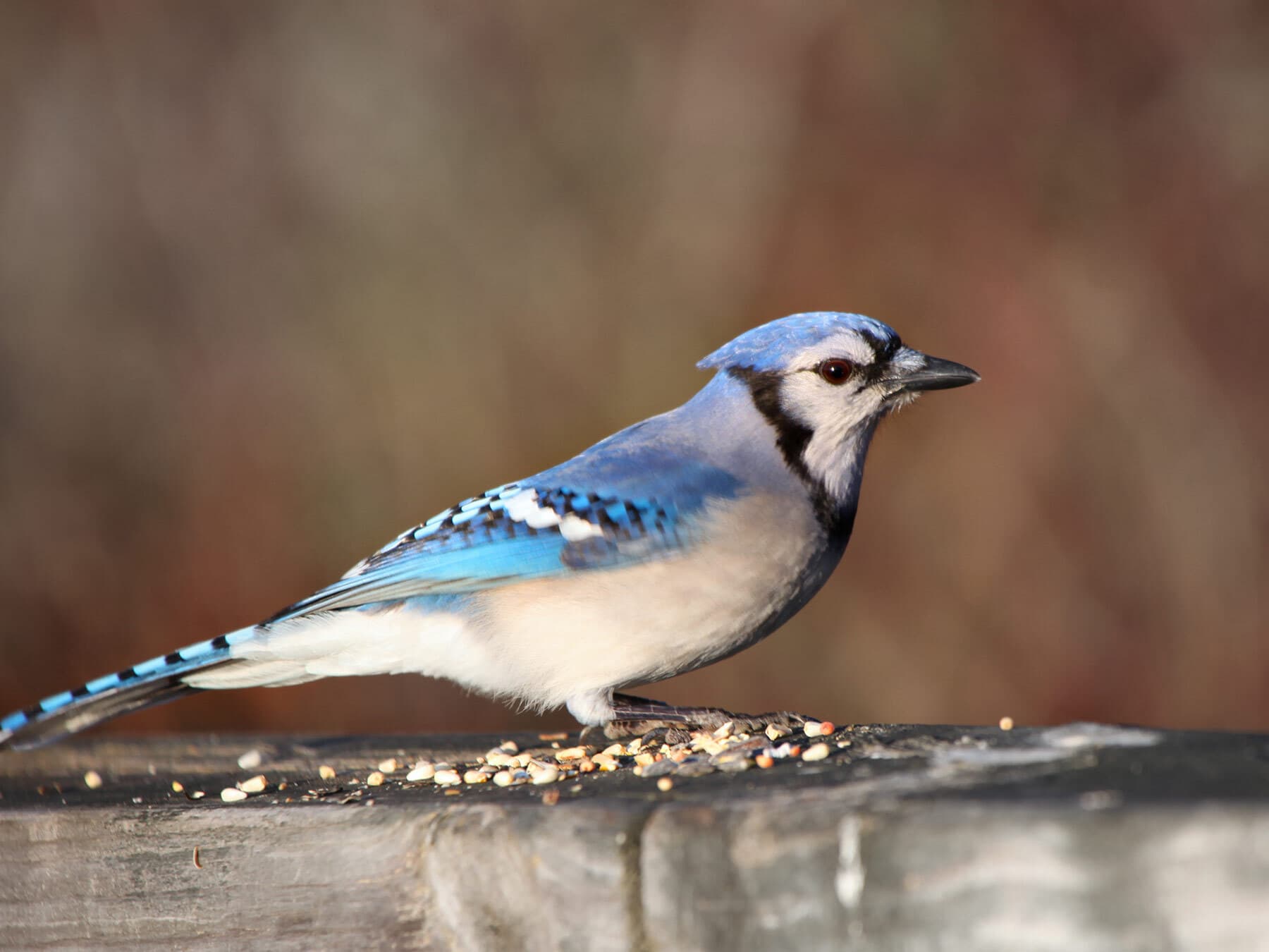 Blue jay eating seeds