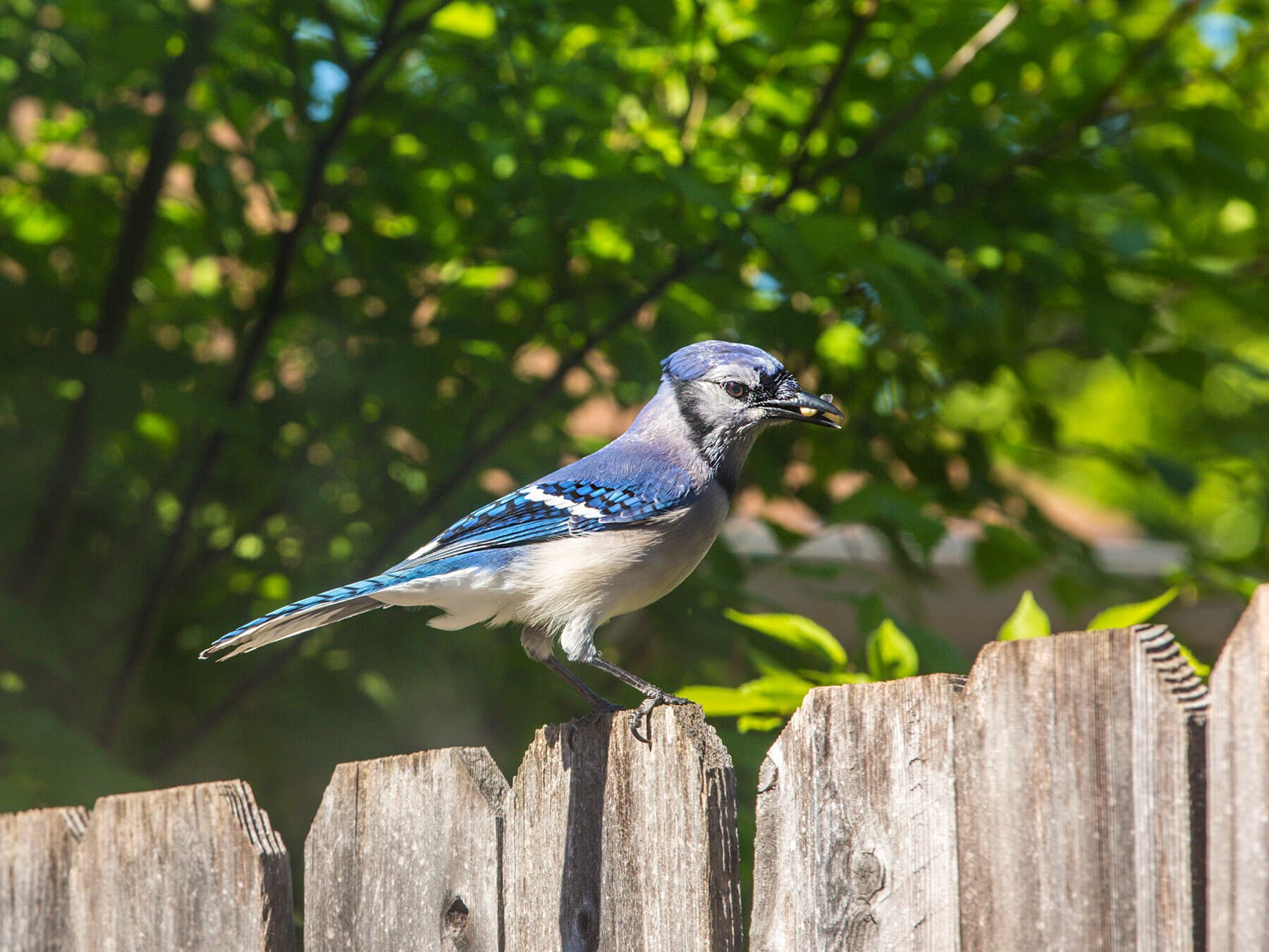 Blue jay feeding on insect