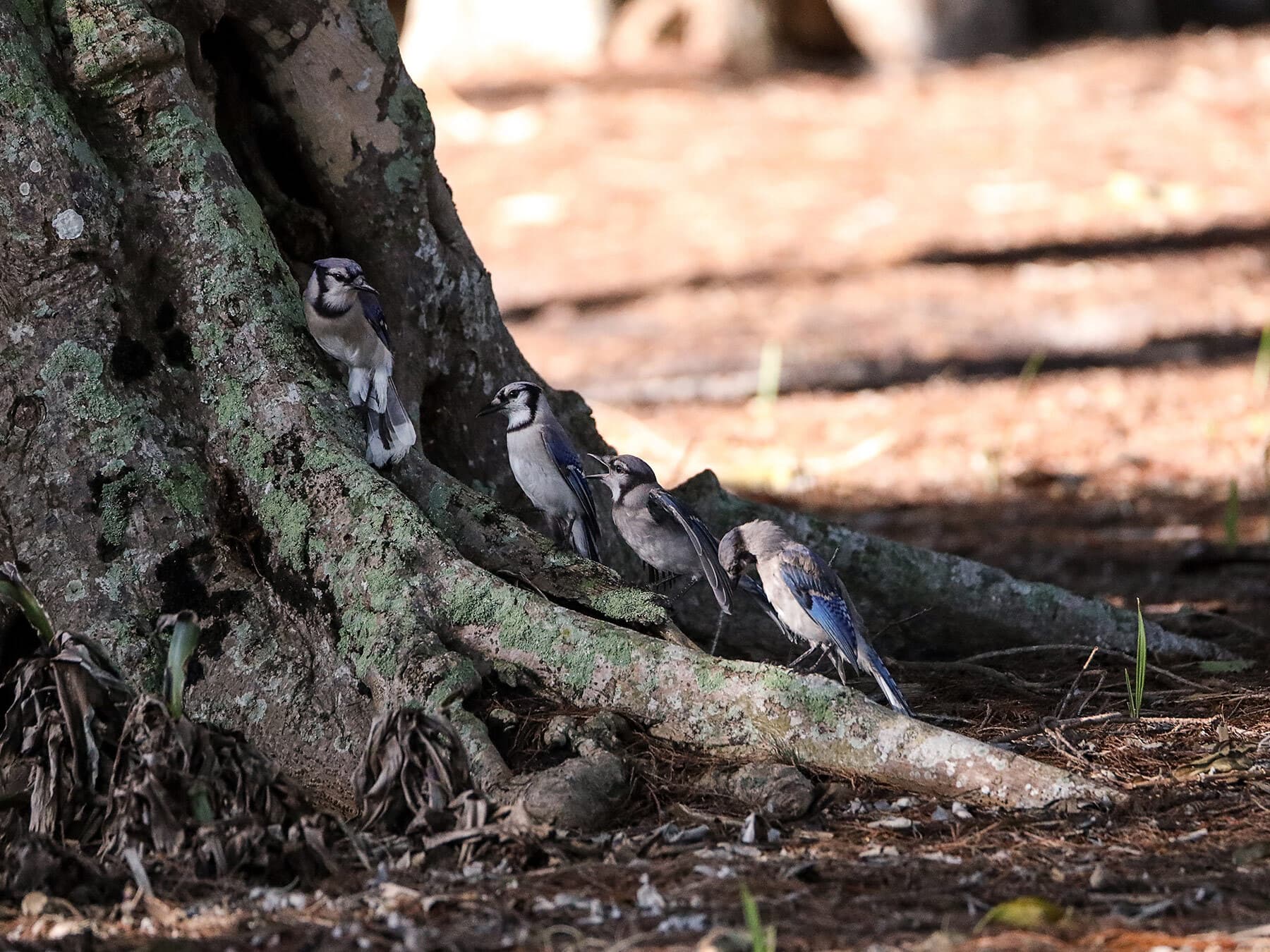 Blue jay flock