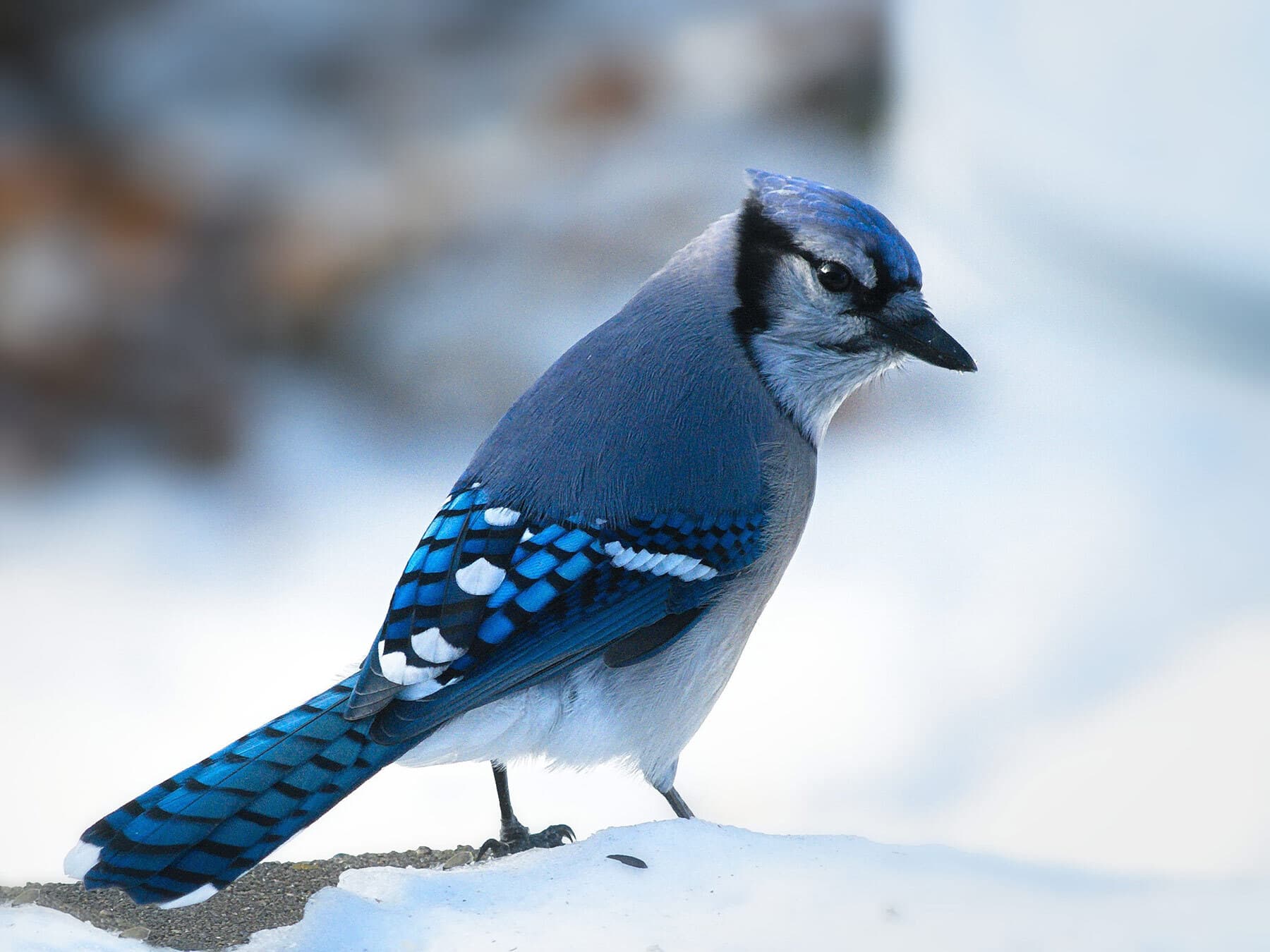 Blue jay foraging in winter