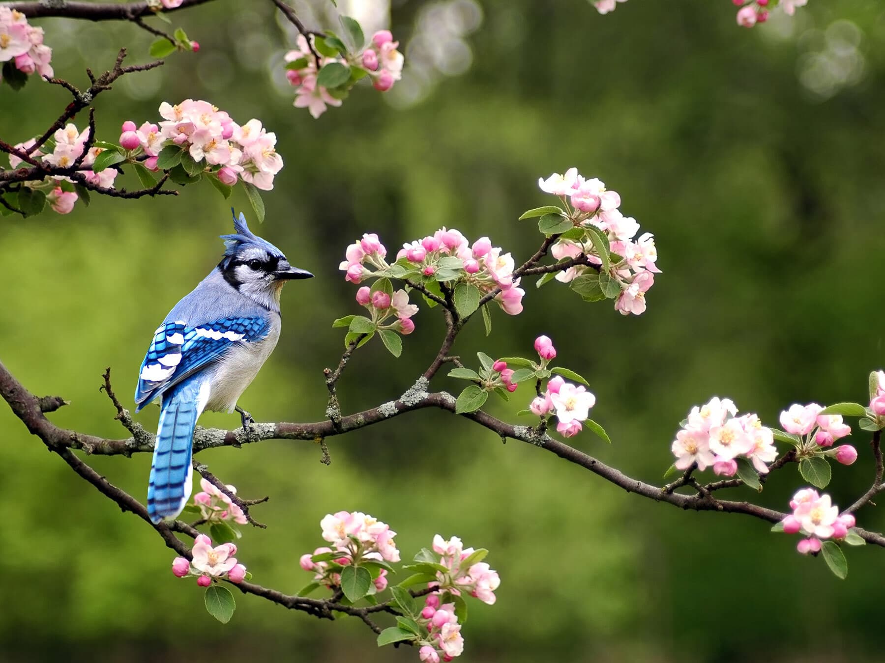 Blue jay in blossom