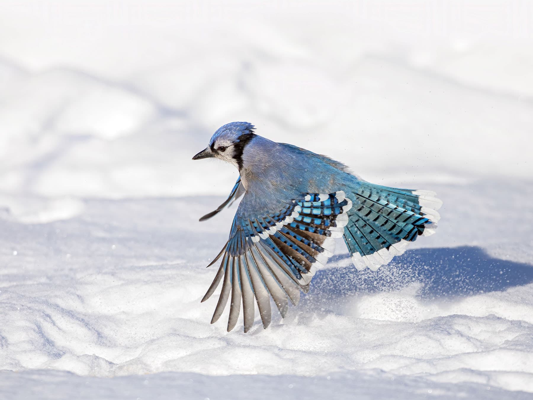 Blue Jay in-flight during the winter