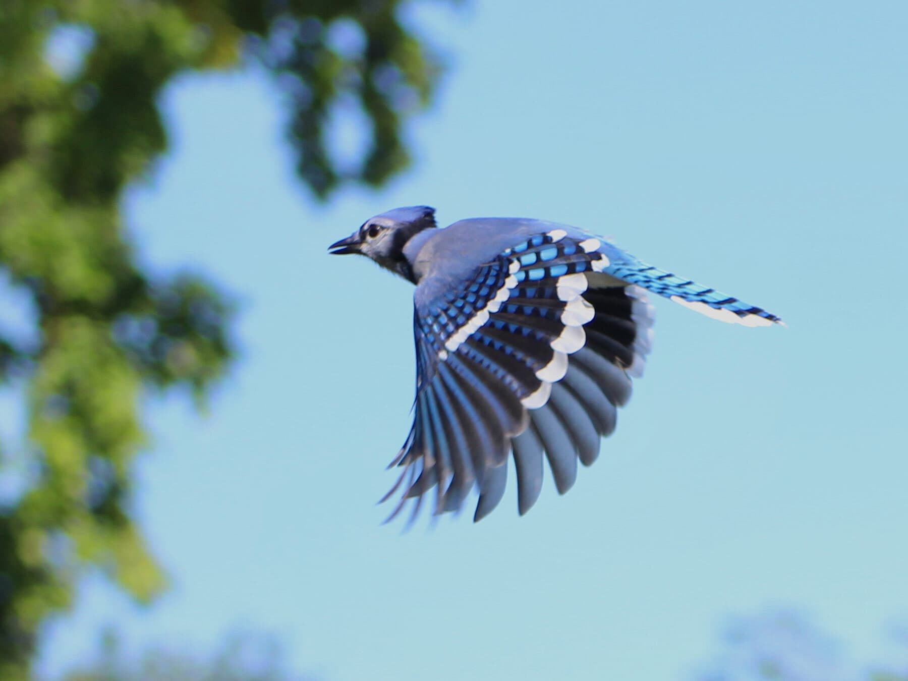 Blue jay in flight