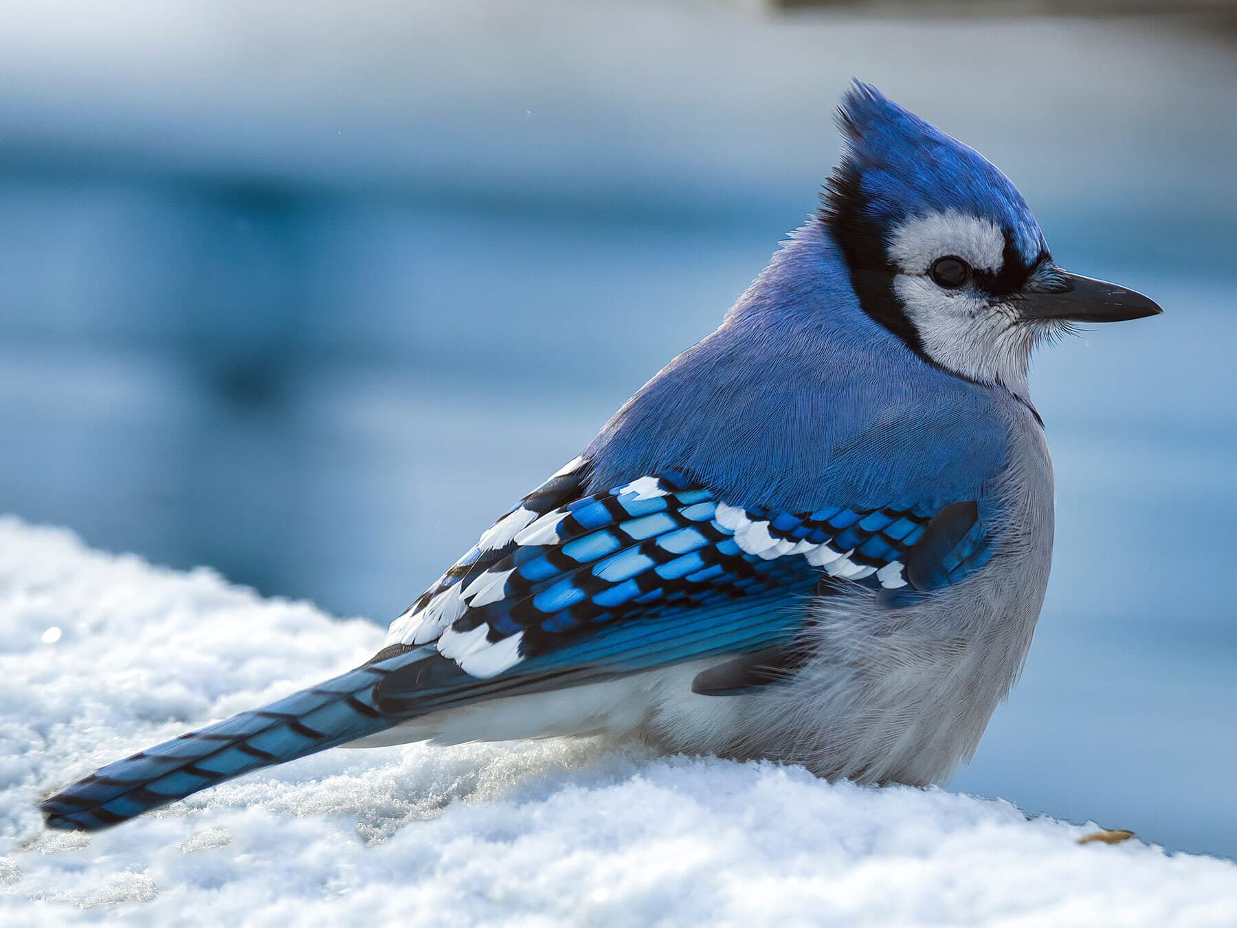 Blue jay in snow