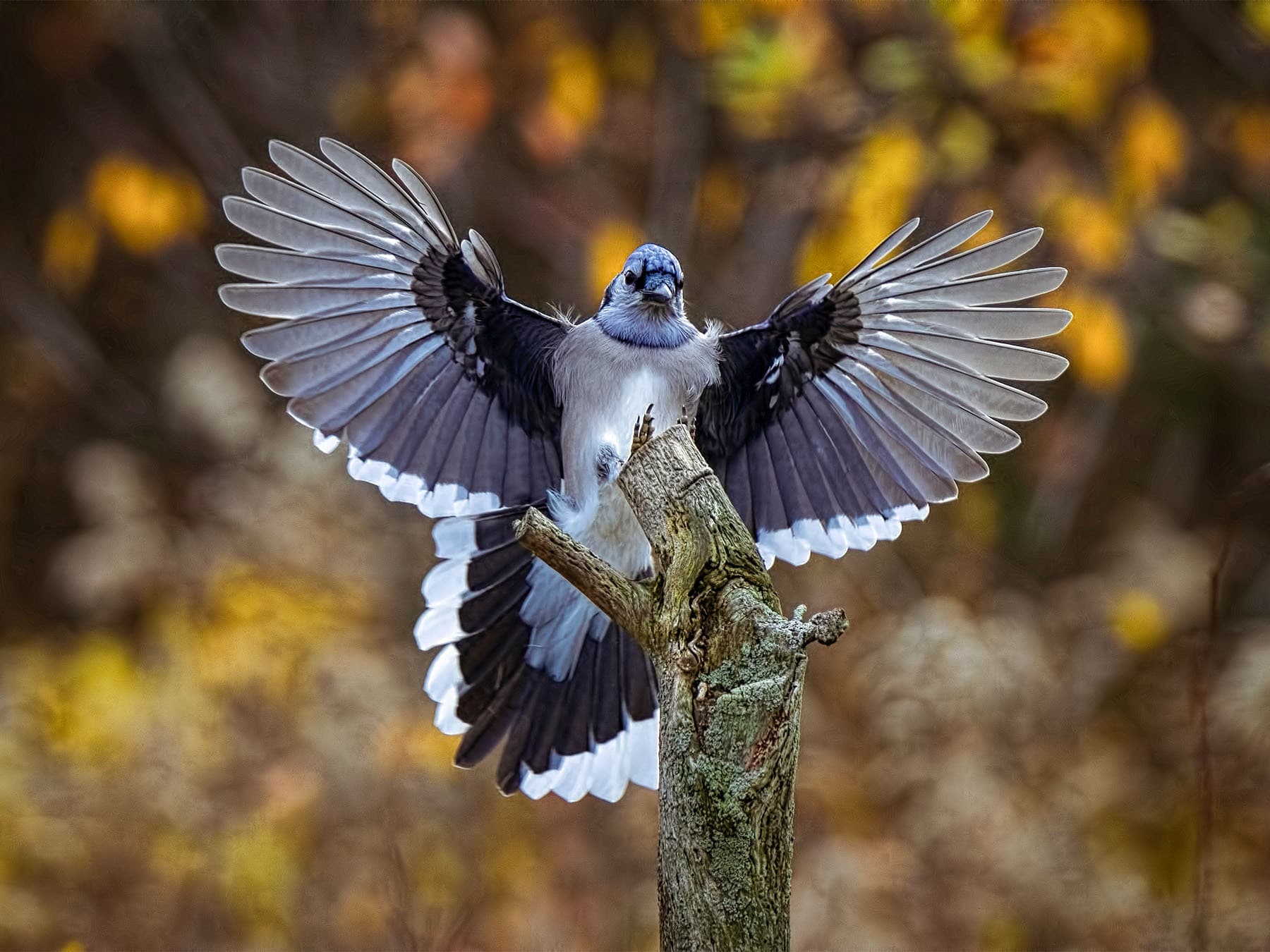 Blue Jay landing on a branch