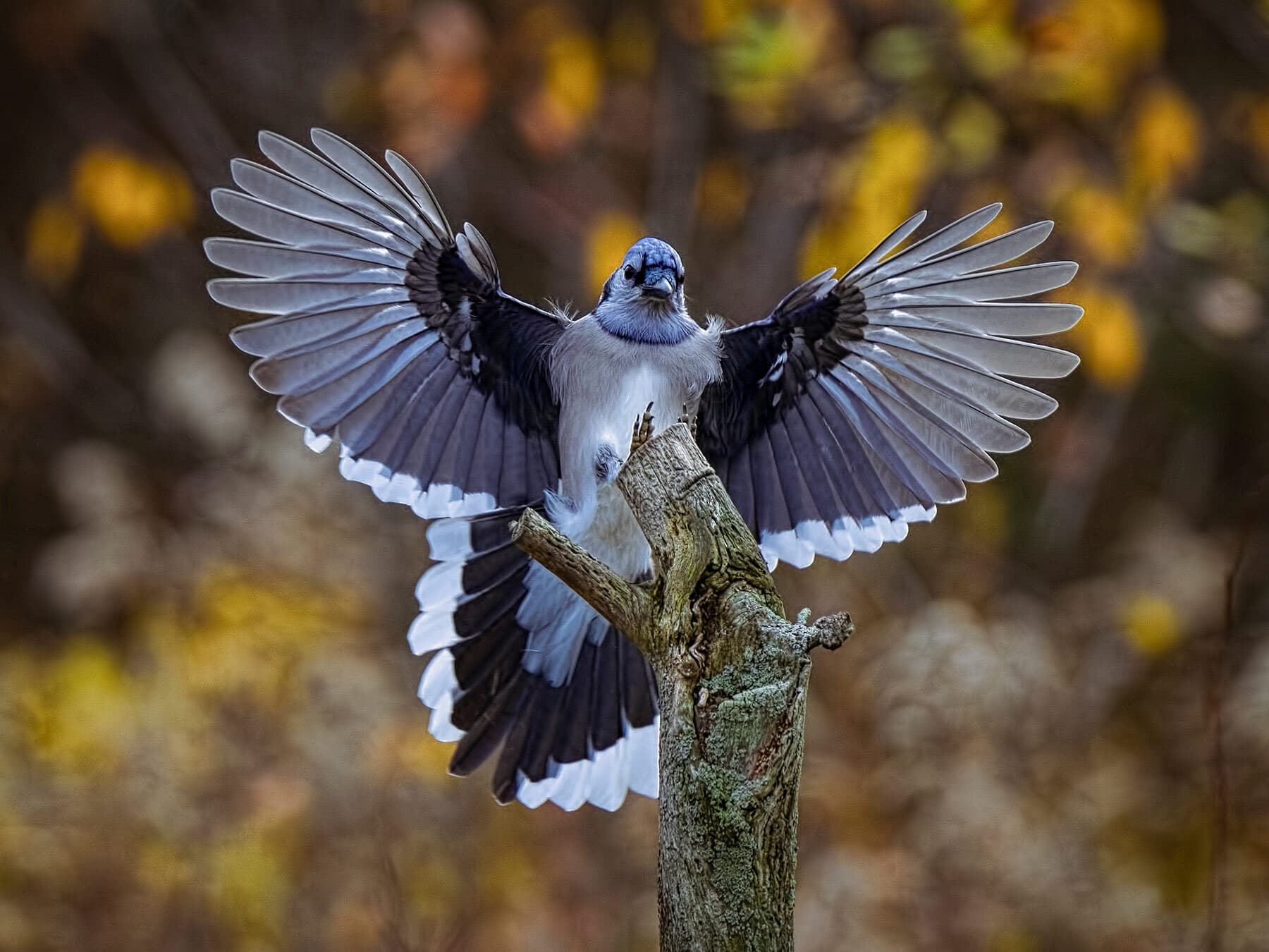 Blue jay landing on tree stump