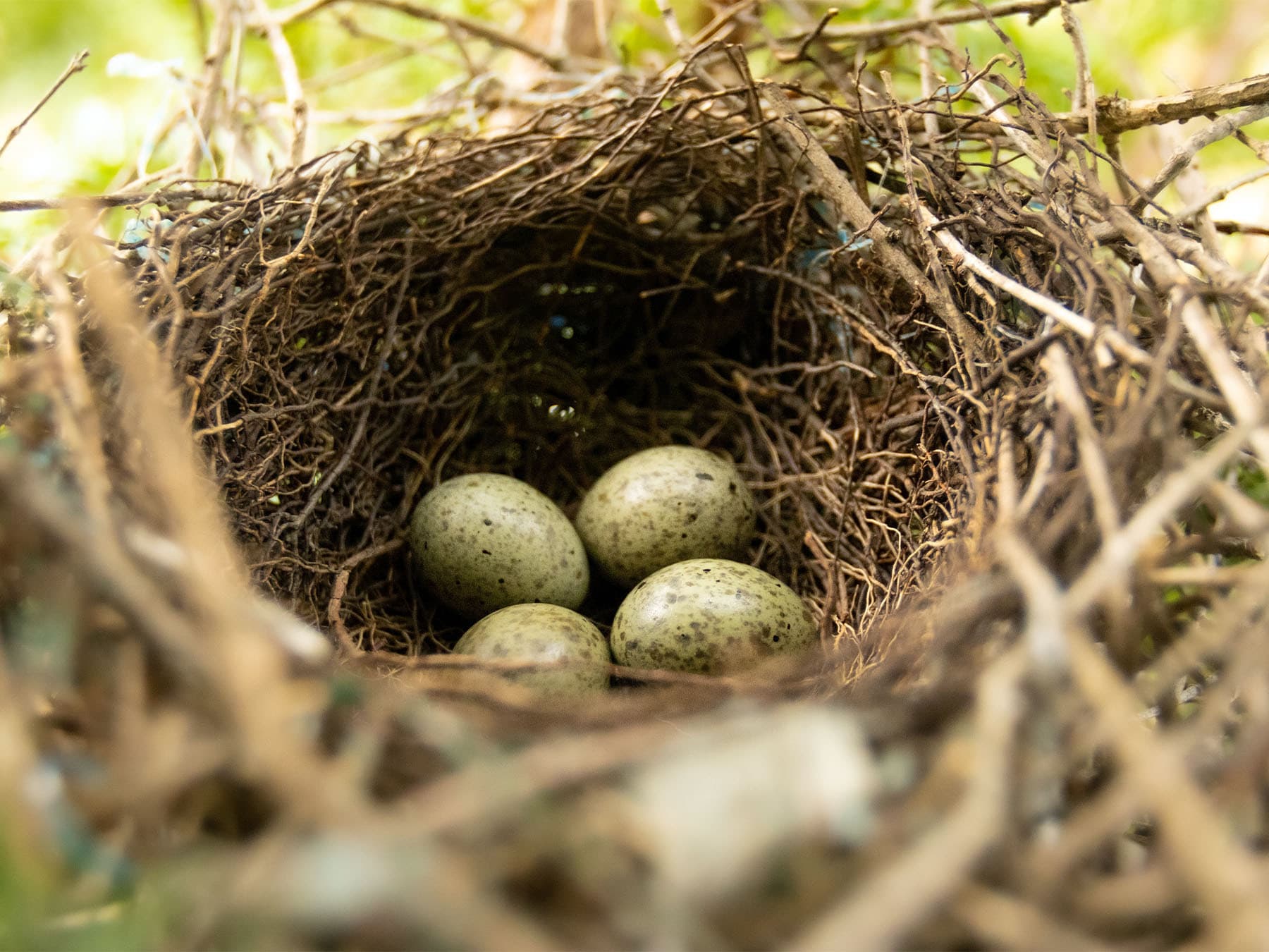 Nest of a Blue Jay with four eggs