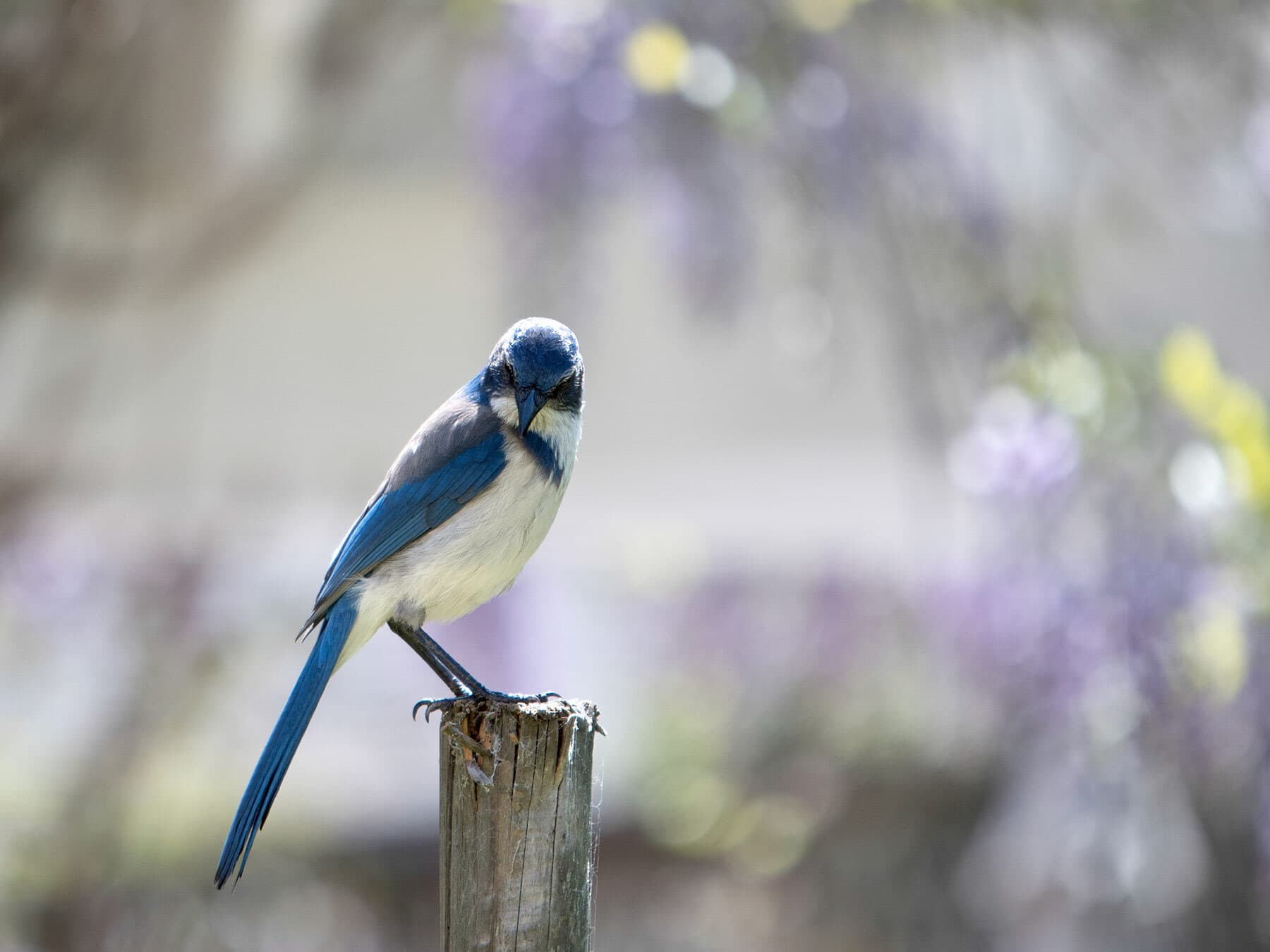 Blue jay on pole