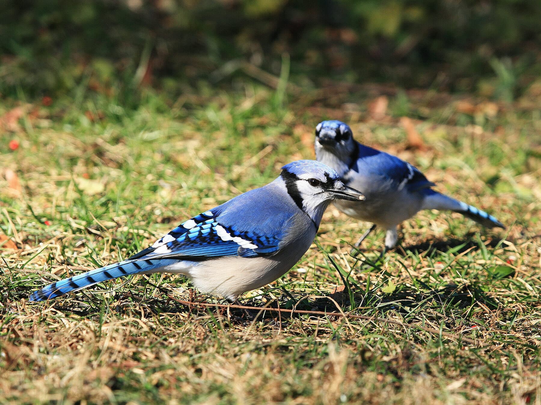 Blue jay pair