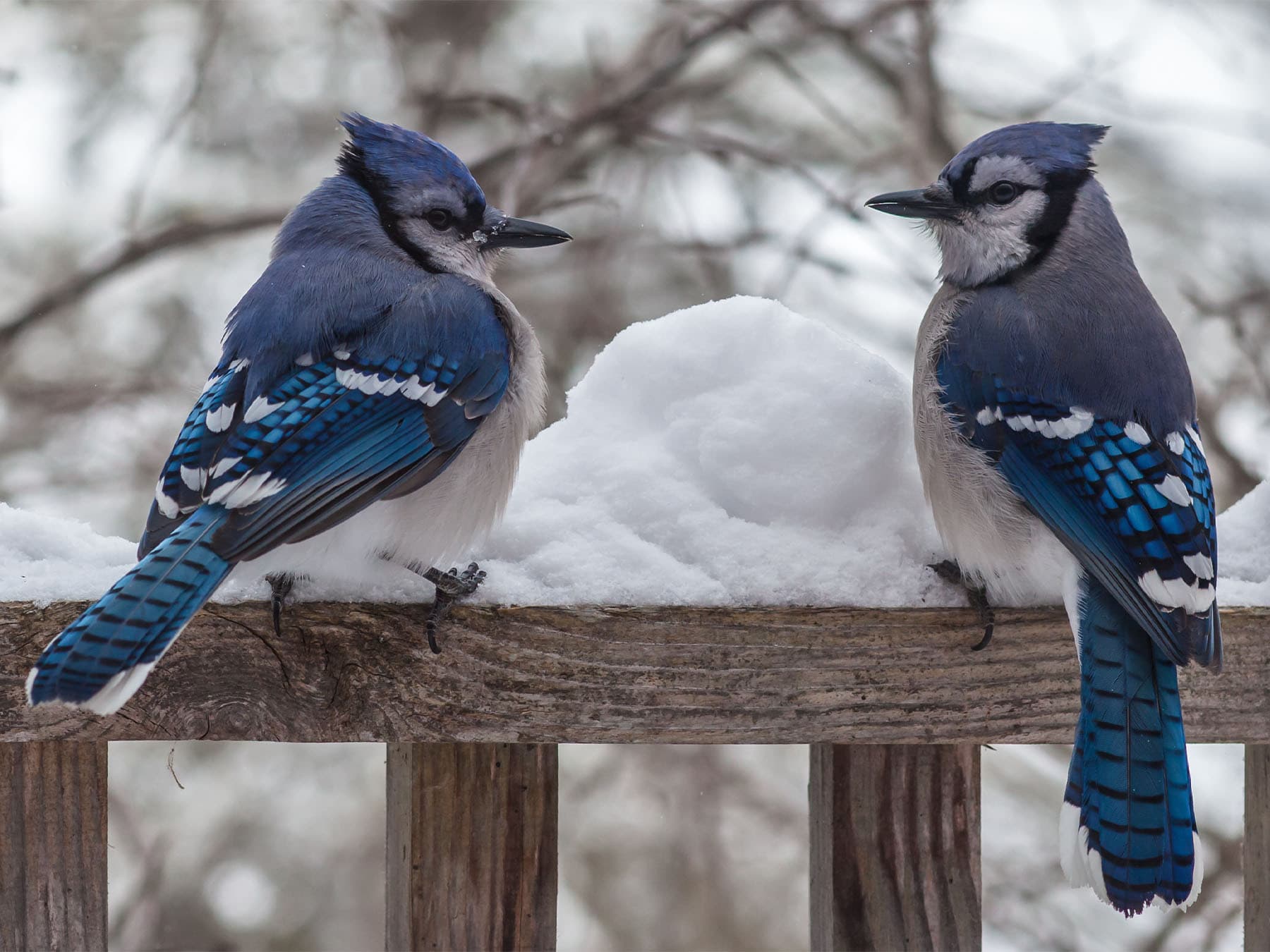 Pair of Blue Jays perched on a wooden fence