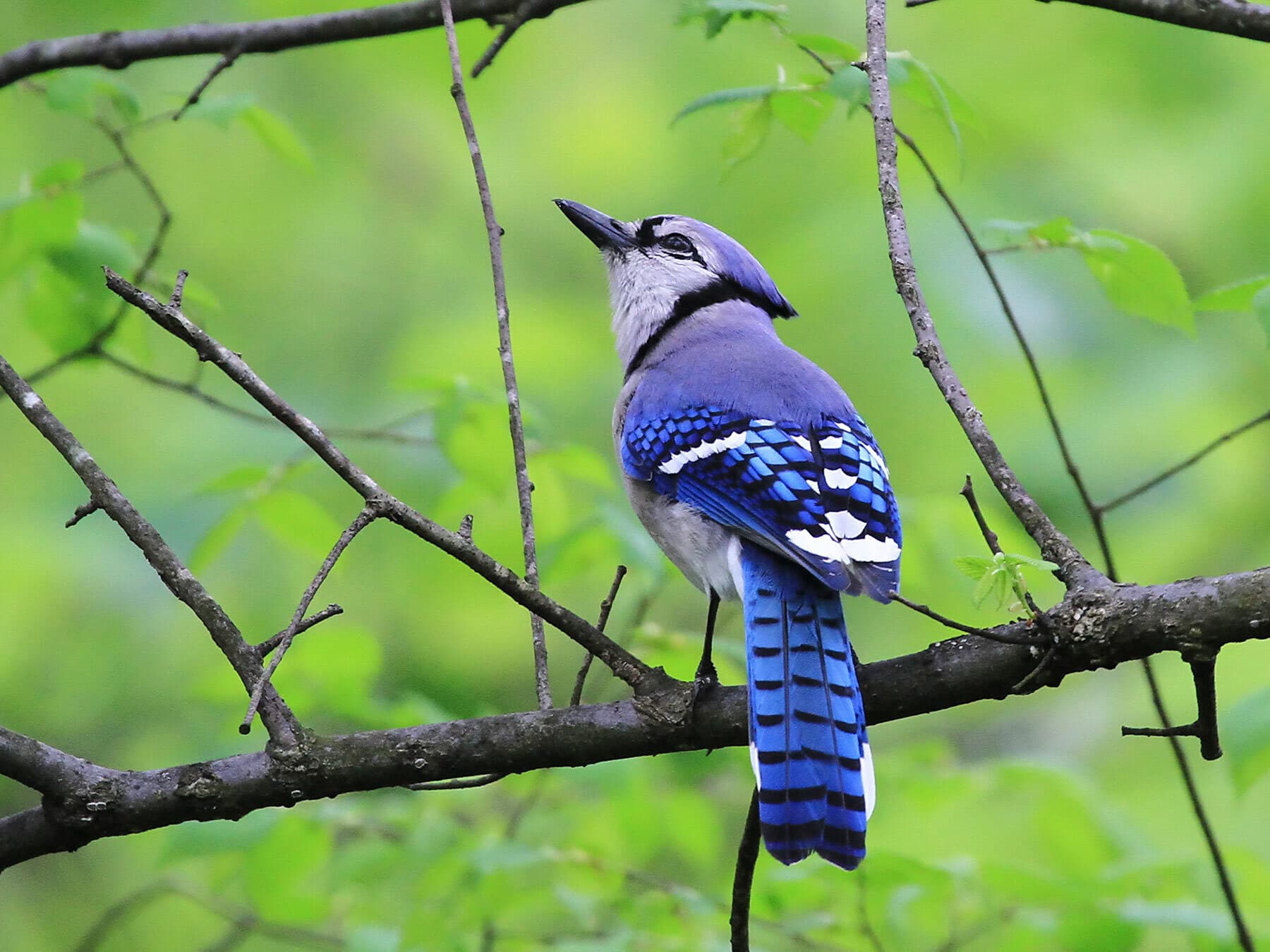 Blue jay perched