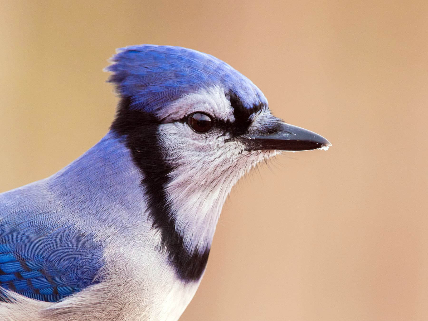 Portrait of a Blue Jay