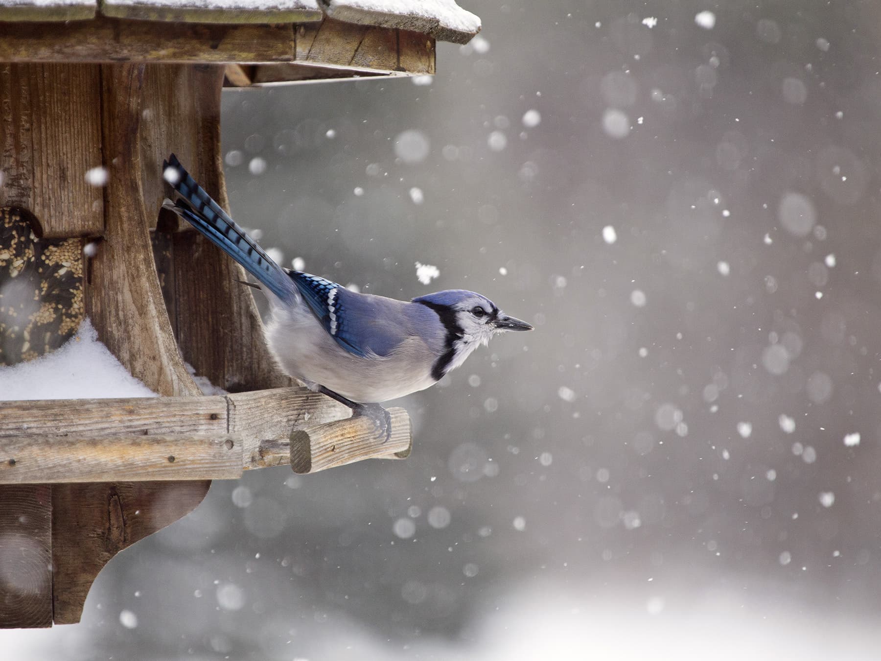 Blue jay winter feeder