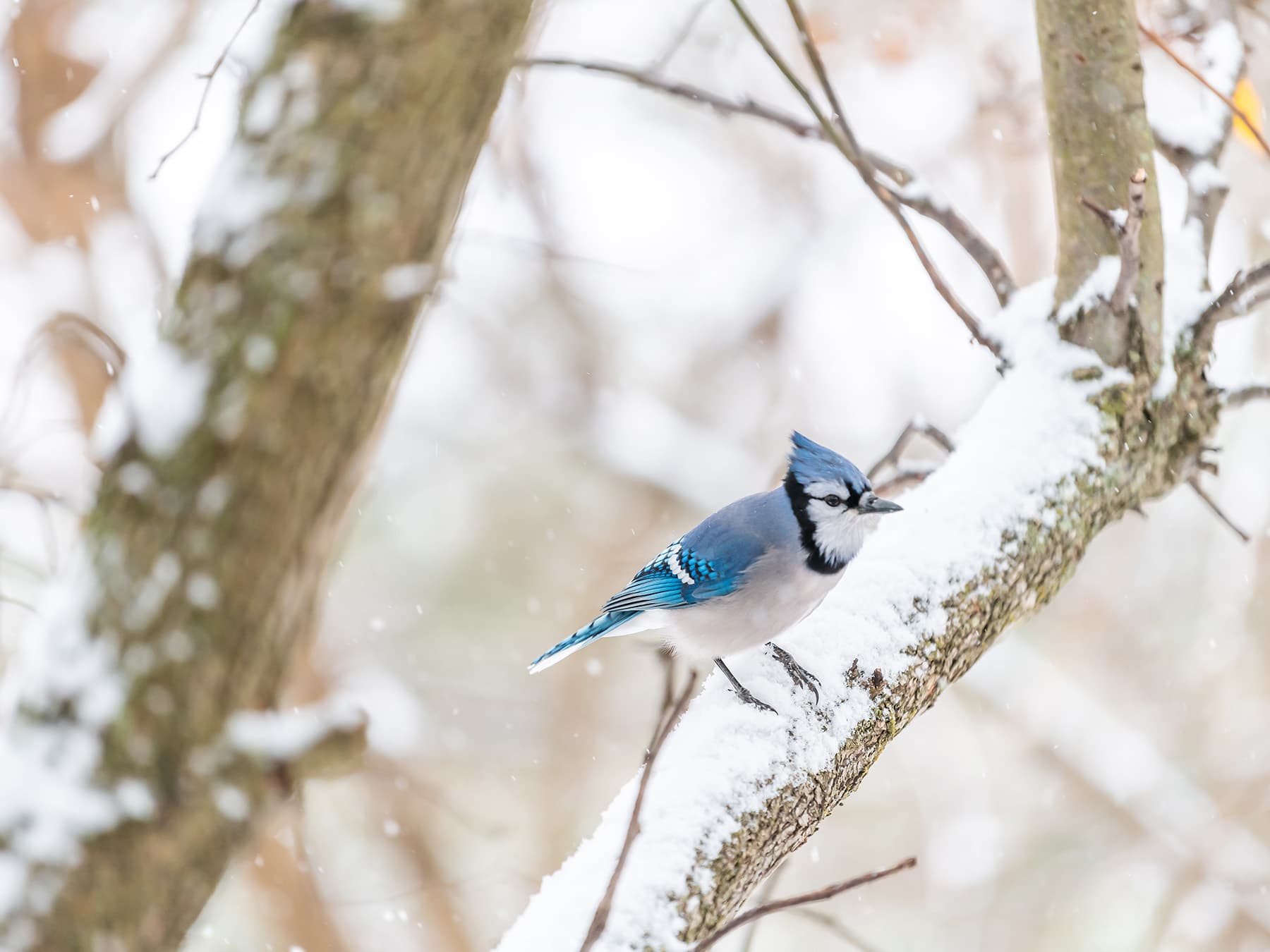 Blue jay winter
