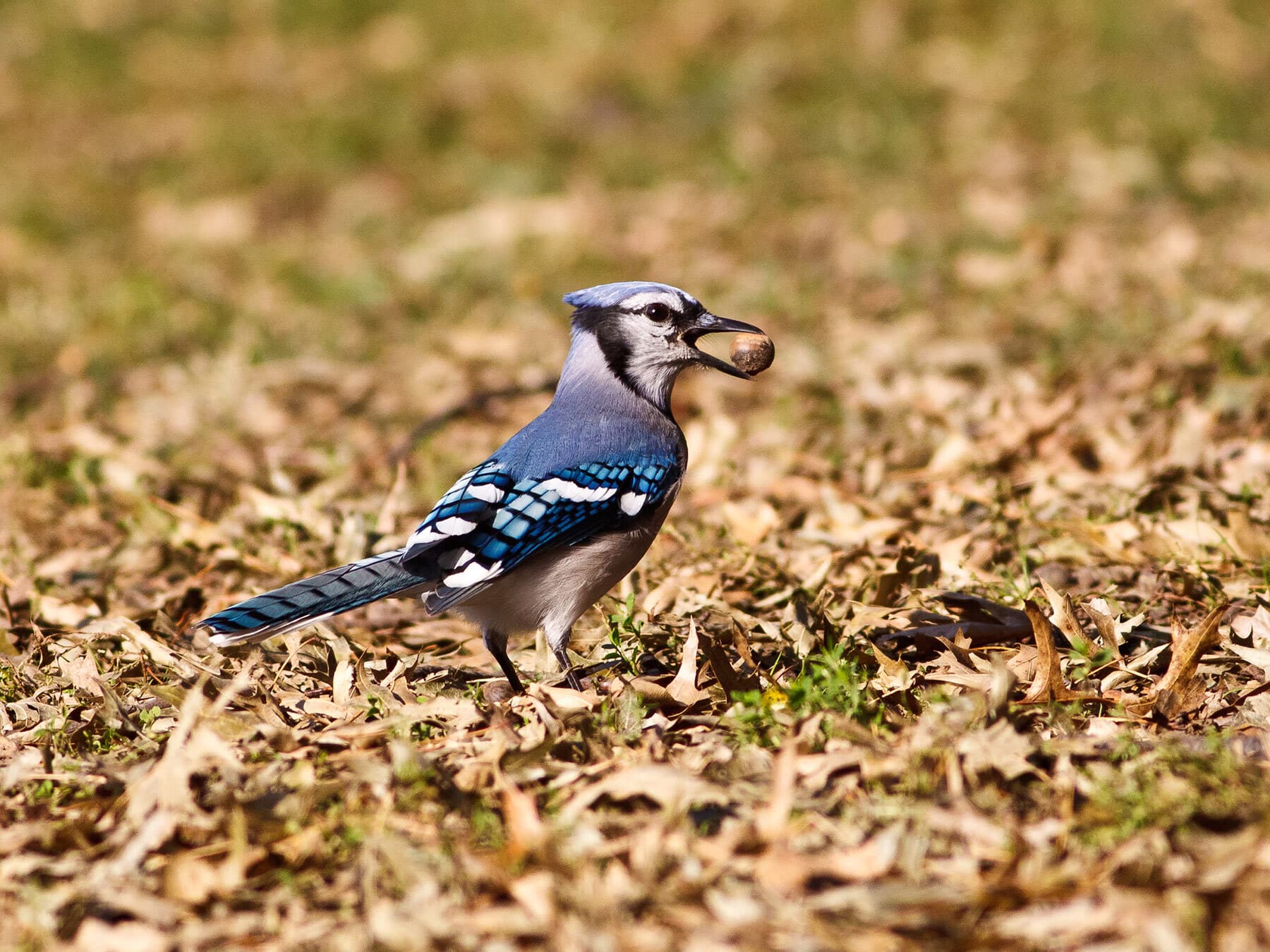 Blue jay with acorn