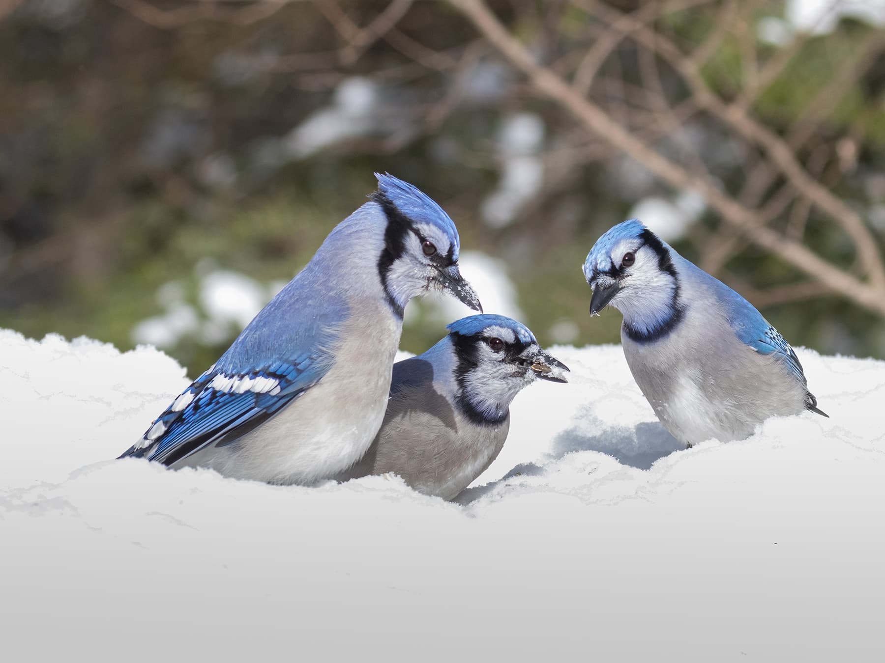 Blue jays snow