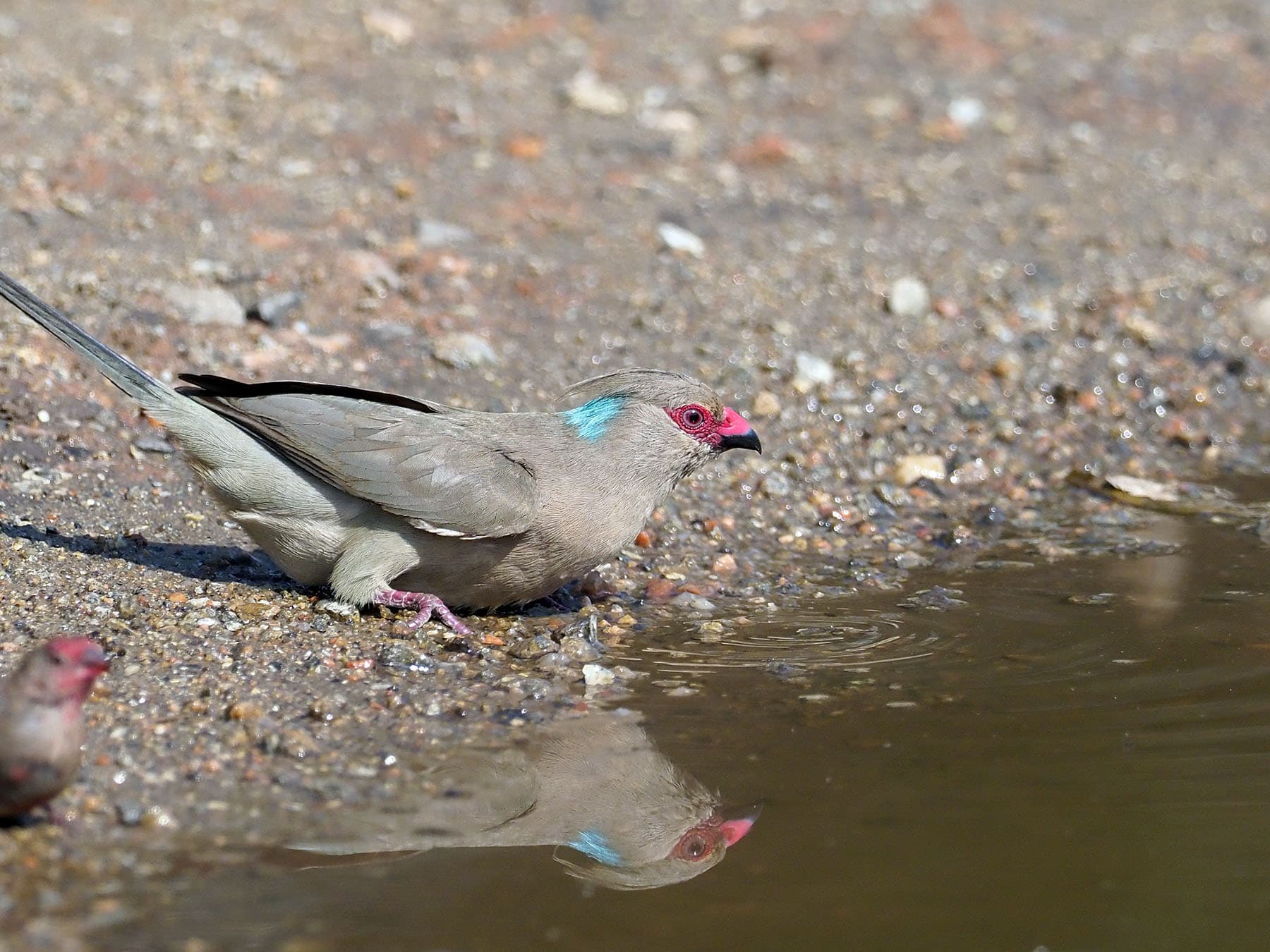Blue-naped Mousebird in natural habitat