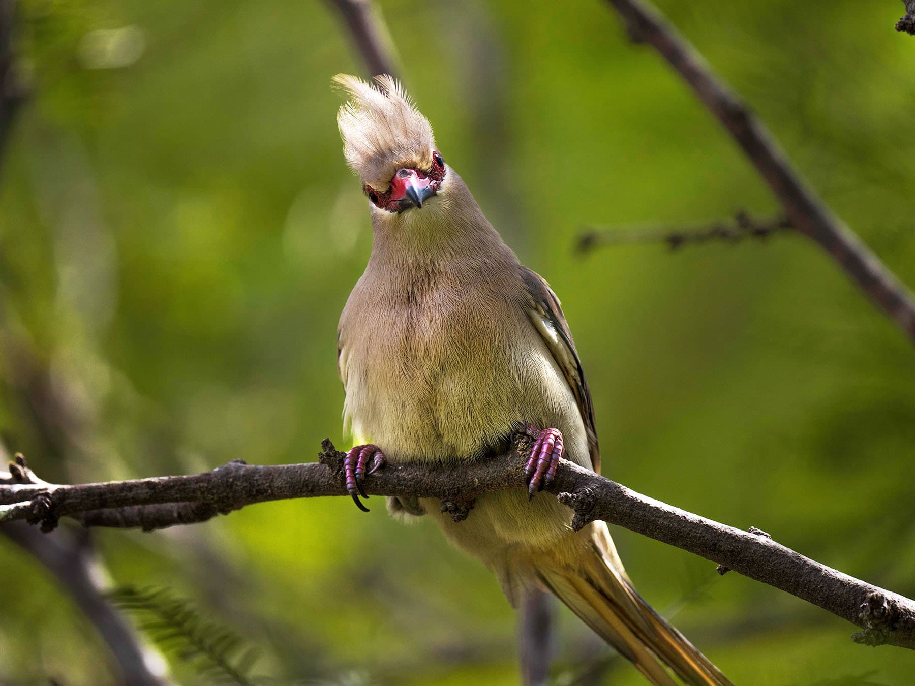 Blue-naped Mousebird perched in a tree