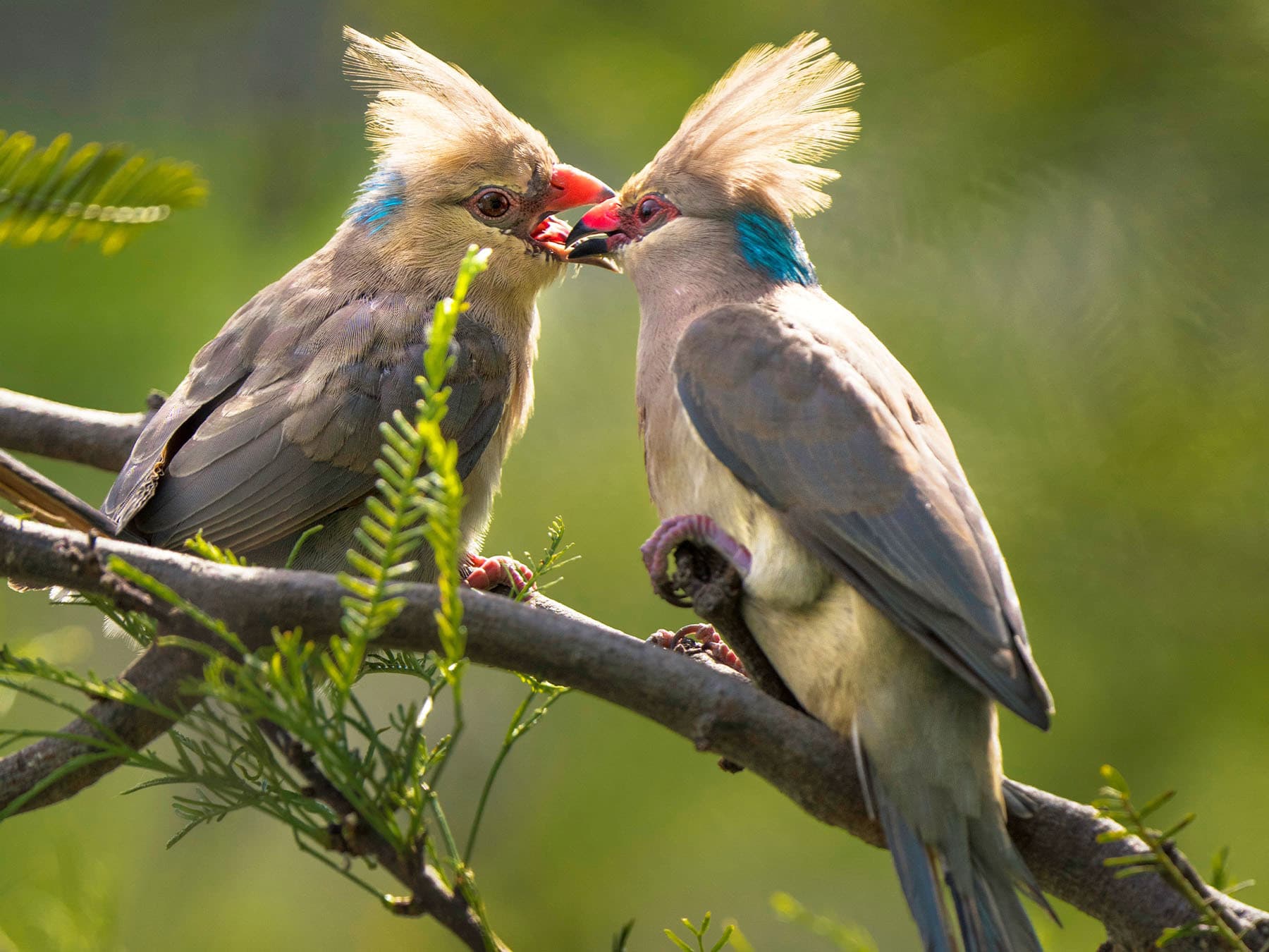 Pair of Blue-naped Mousebirds