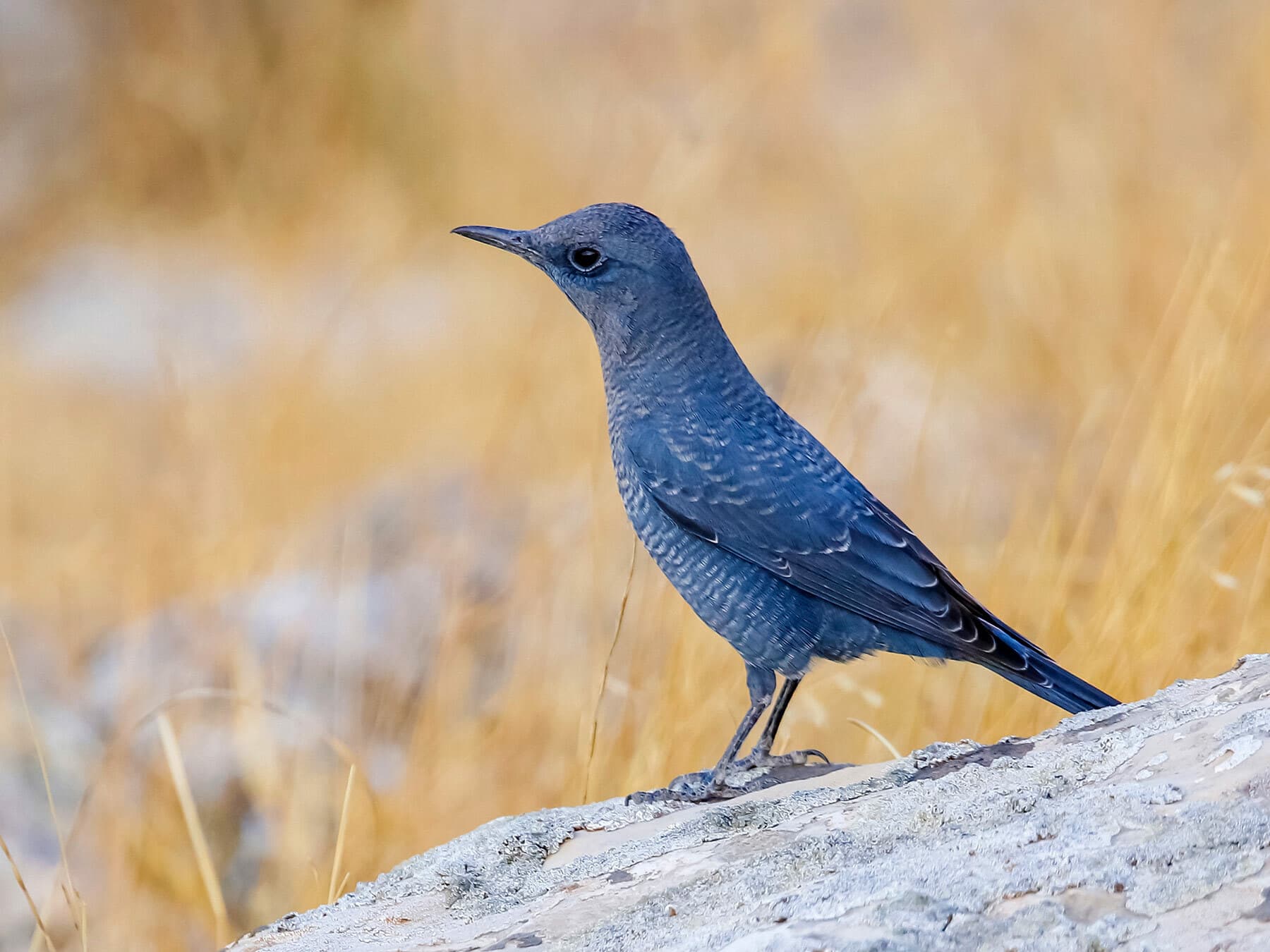 Blue Rock Thrush on the ground