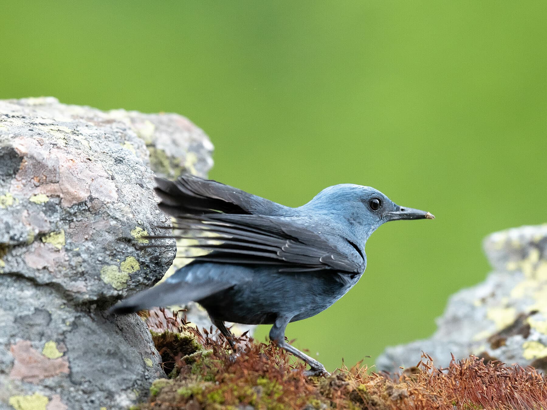 Blue Rock Thrush from behind