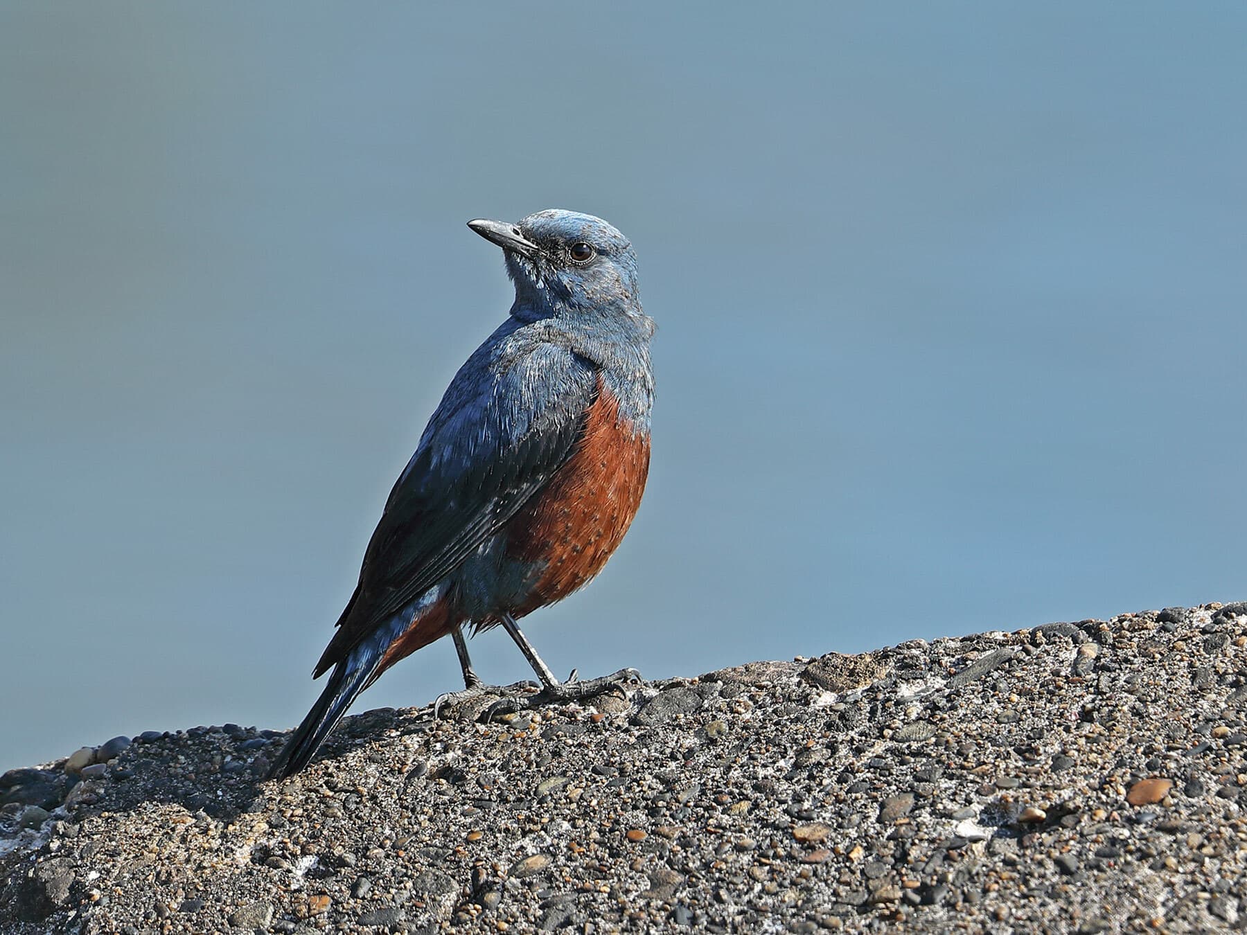 Monticola solitarius philippensis (Blue Rock Thrush sub-species)
