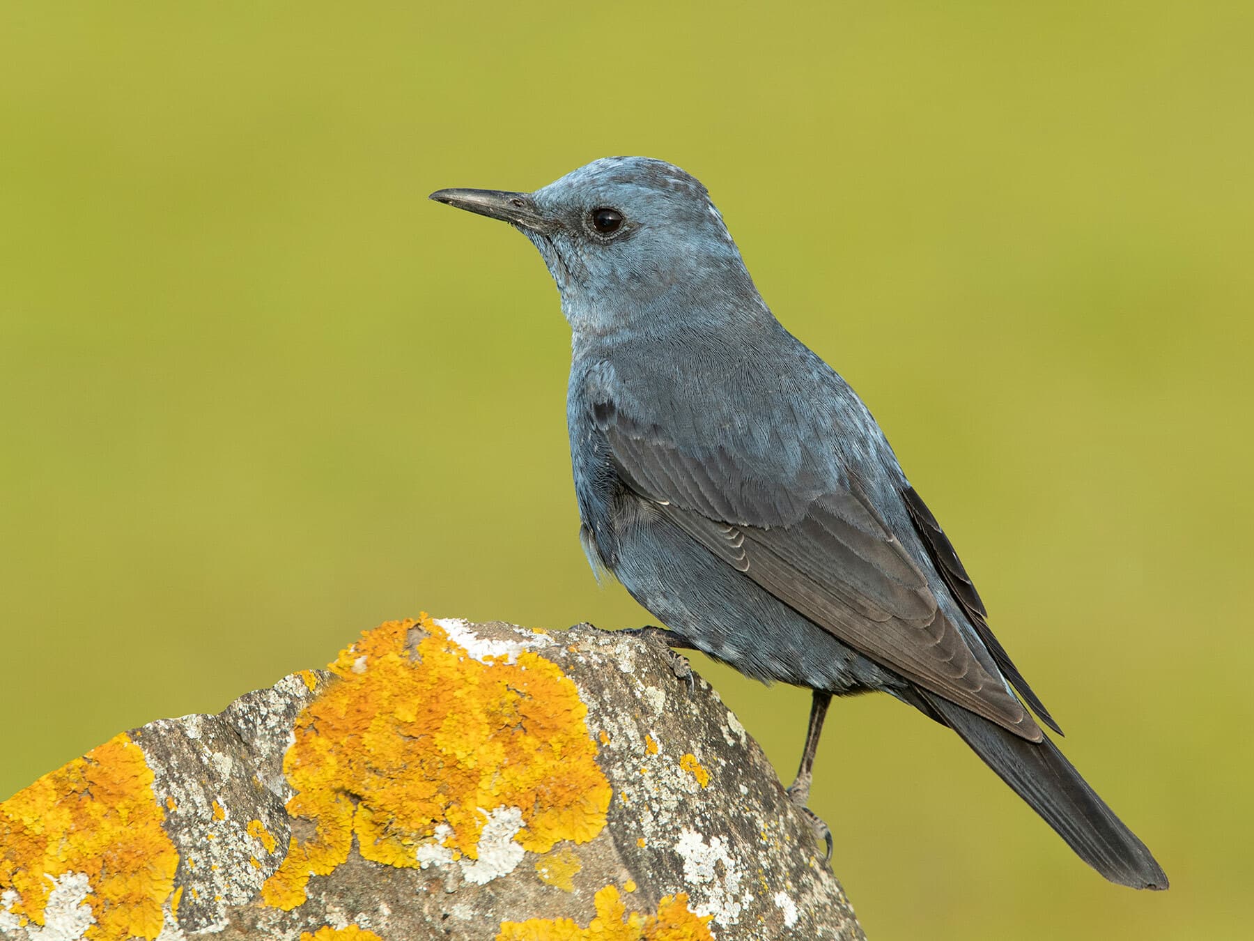 Blue Rock Thrush with rutting plumage