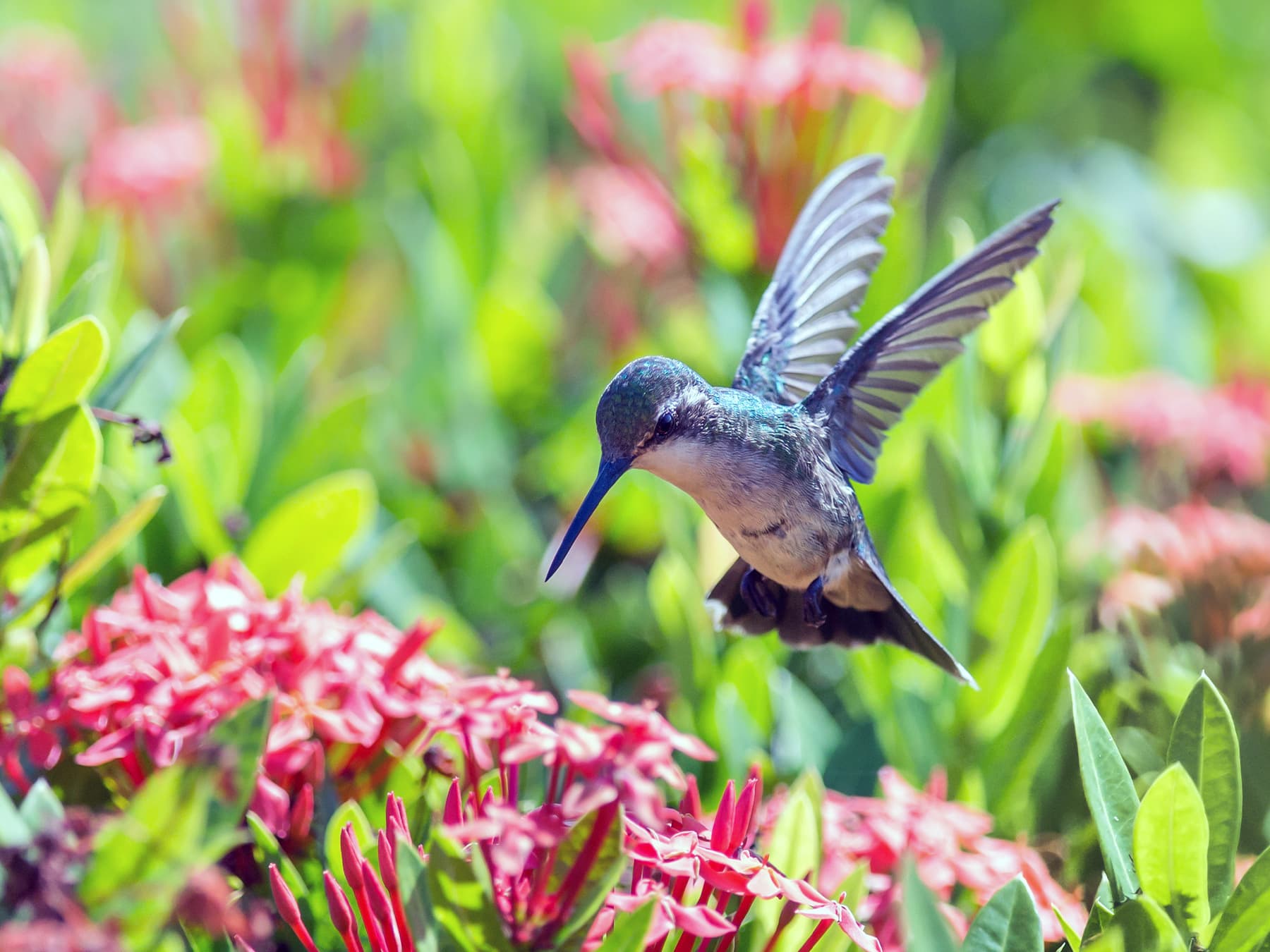 Blue tailed emerald feeding on nectar