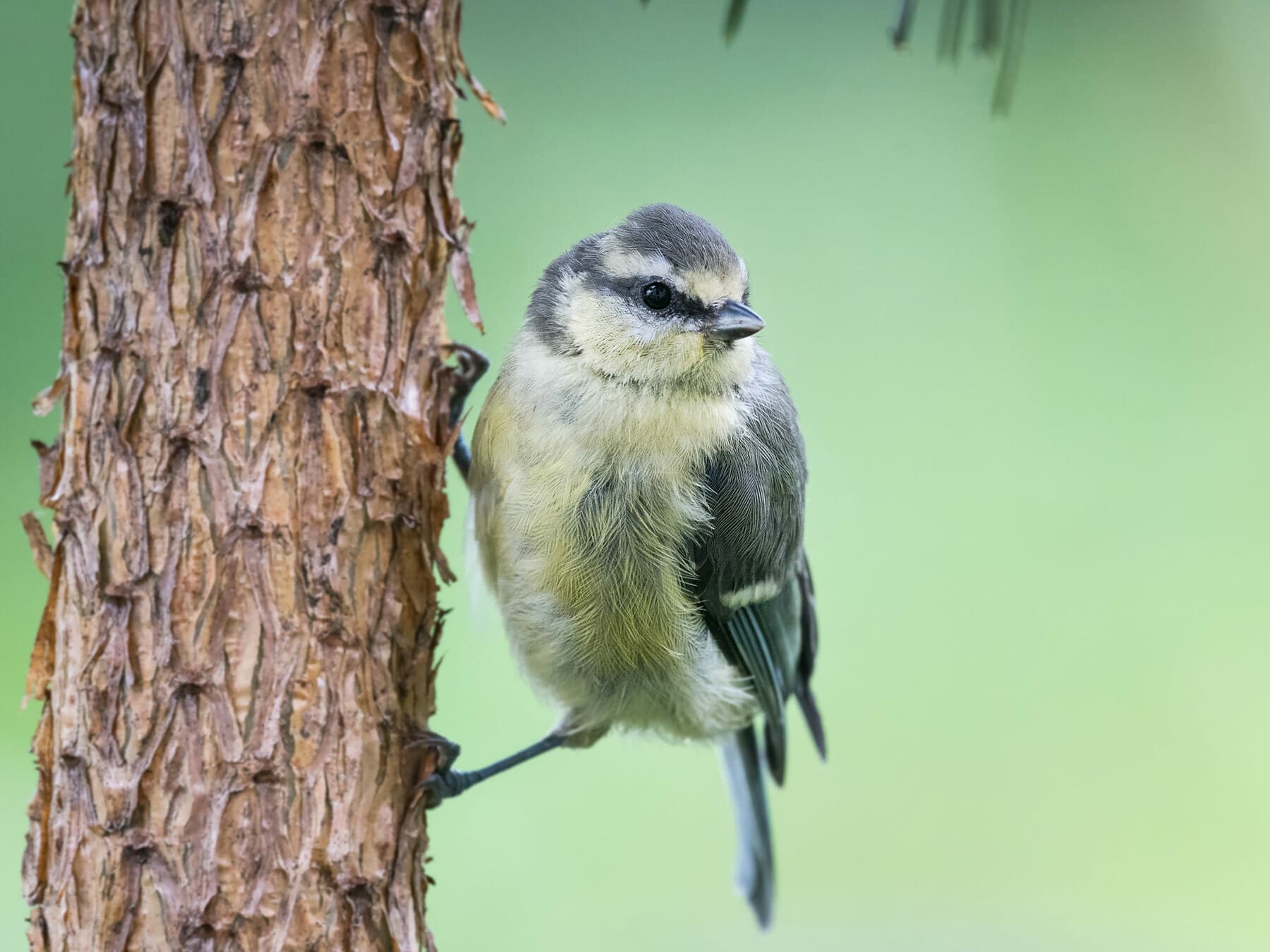 Blue tit 1