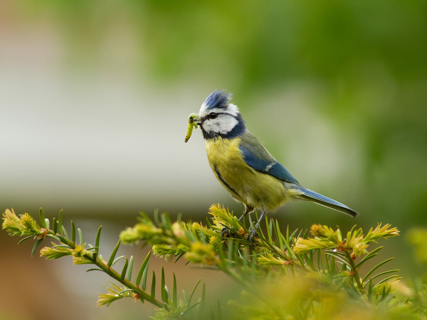 A blue tit feeding on a caterpillar