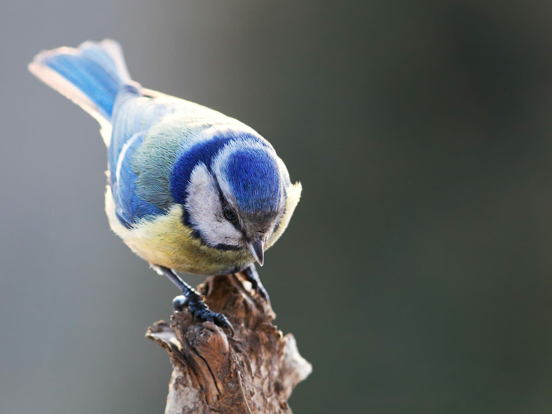 Eurasian Blue Tit perched