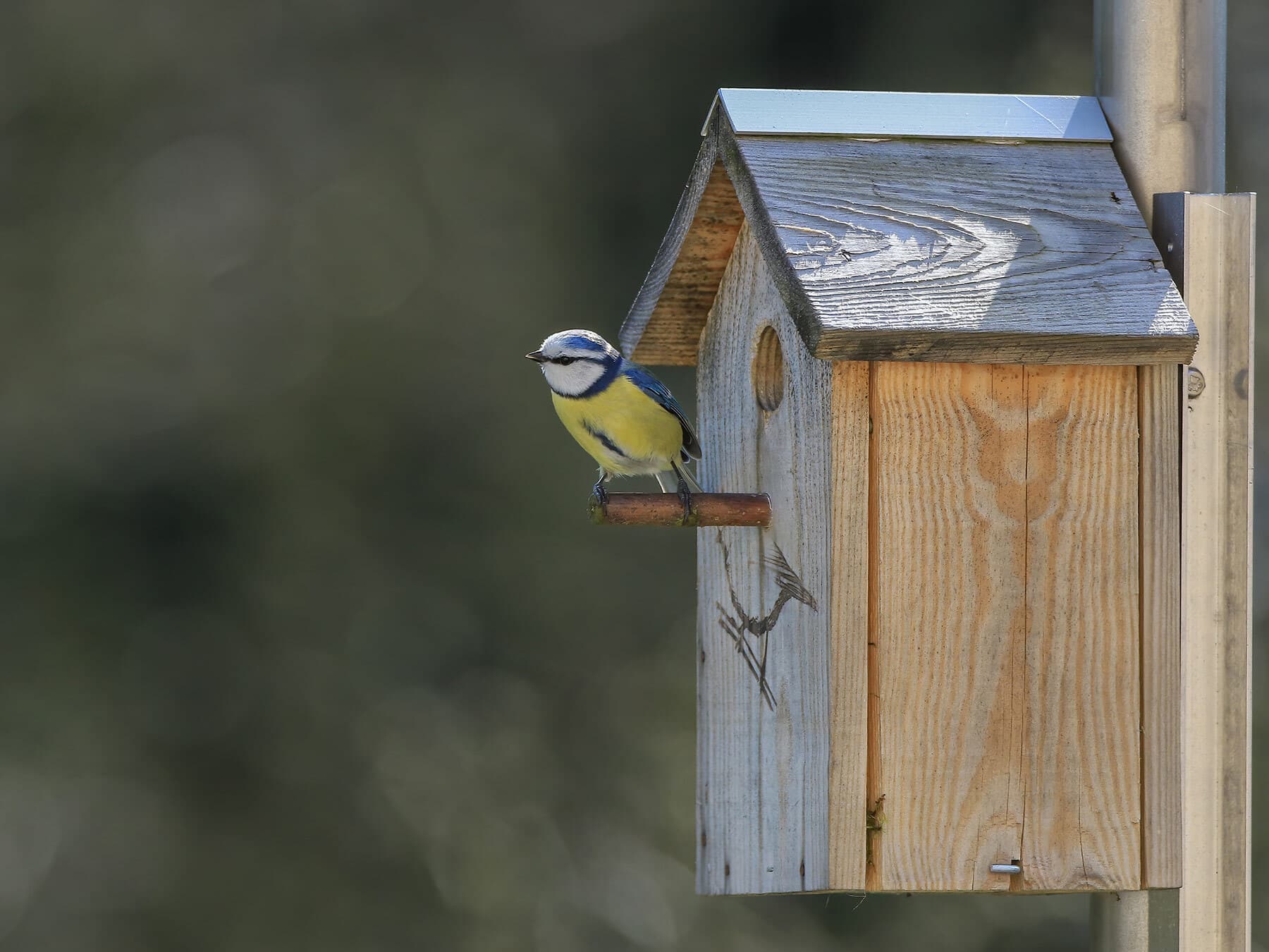 Blue tit at nest box