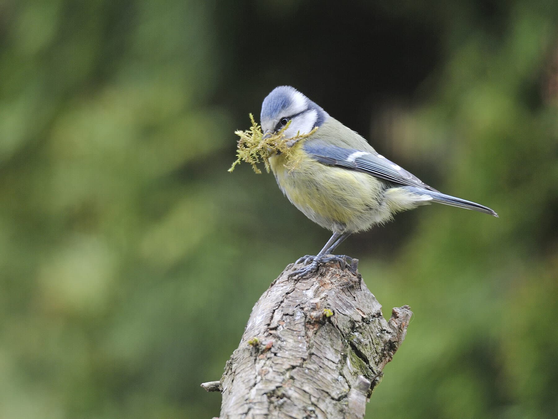 Blue tit building nest