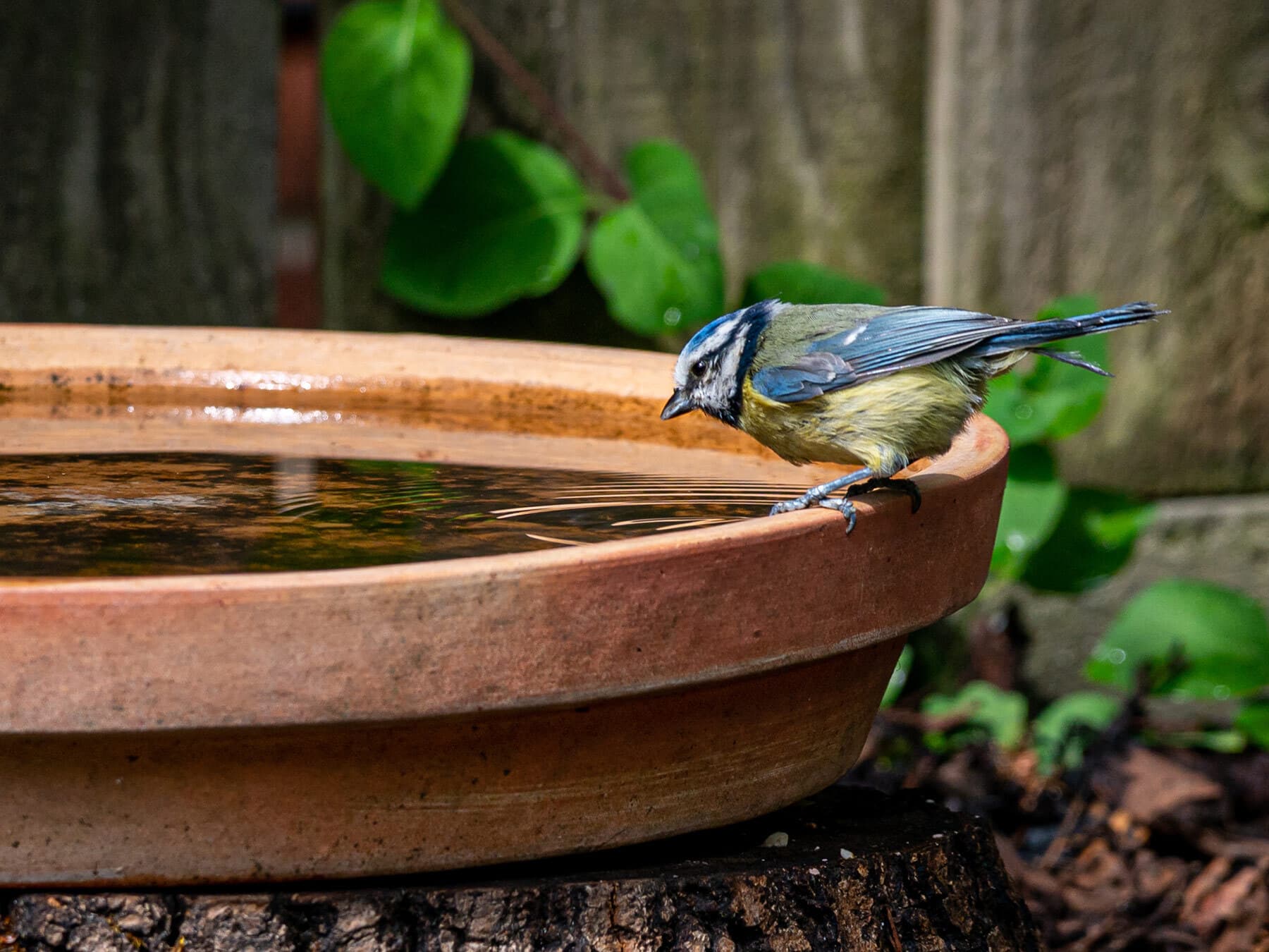 Blue tit drinking water