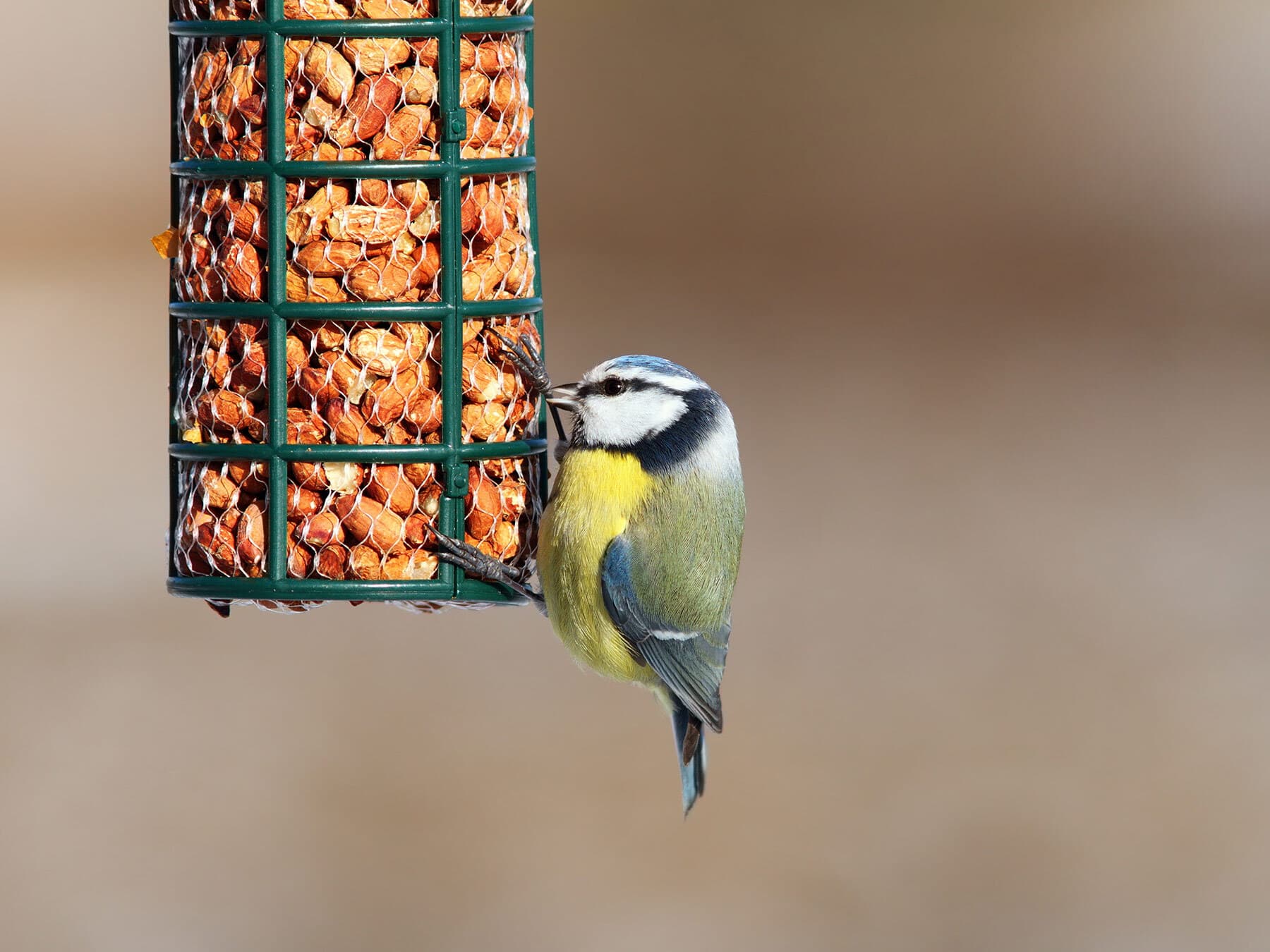Blue tit eating from bird feeder