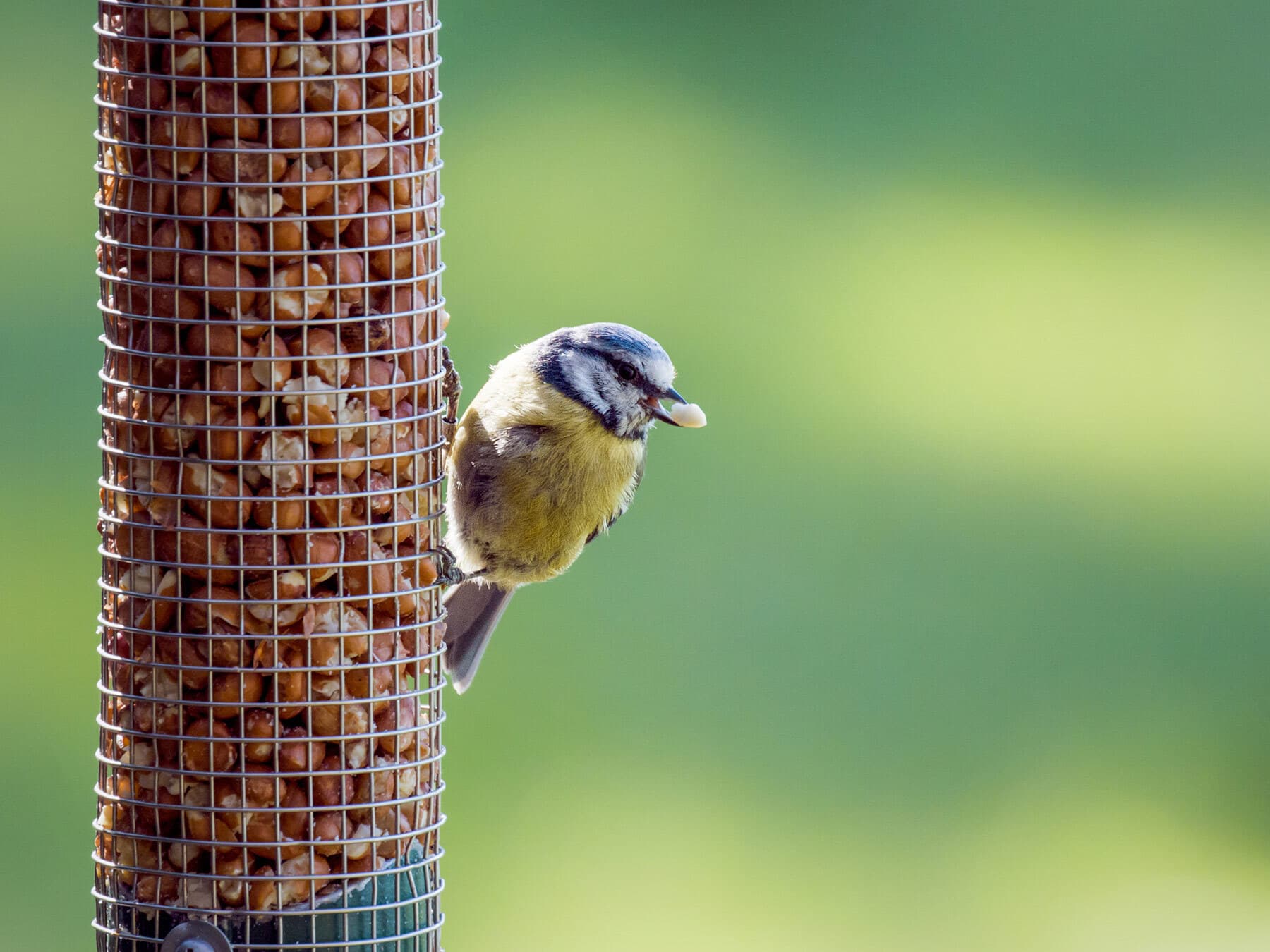 Blue tit eating peanuts